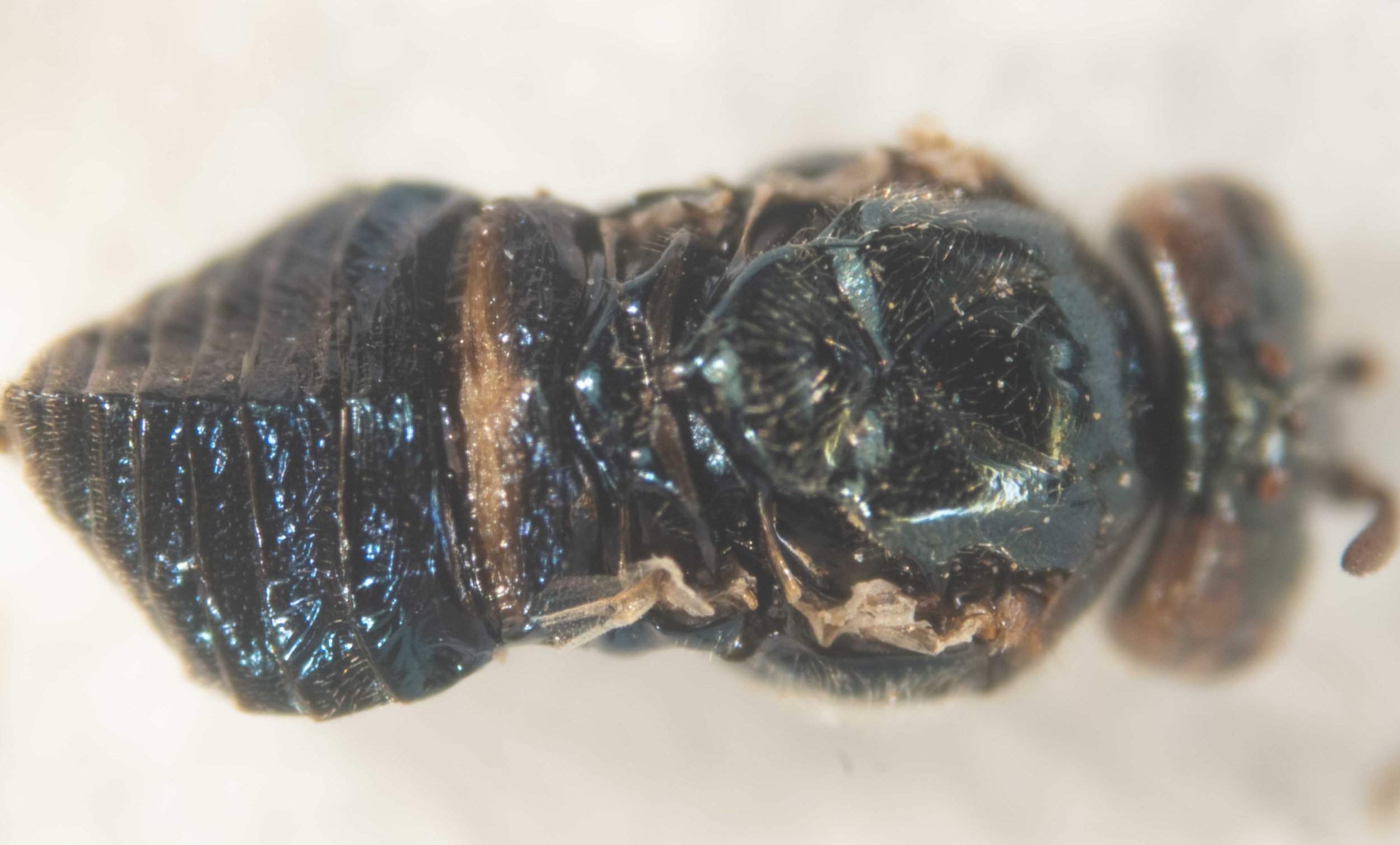  dorsal view after removal of wings and legs  mesoscutum, scutellum, abdomen shiny metallic blue, except posterior of tergum 1 pale yellow; unpunctured 