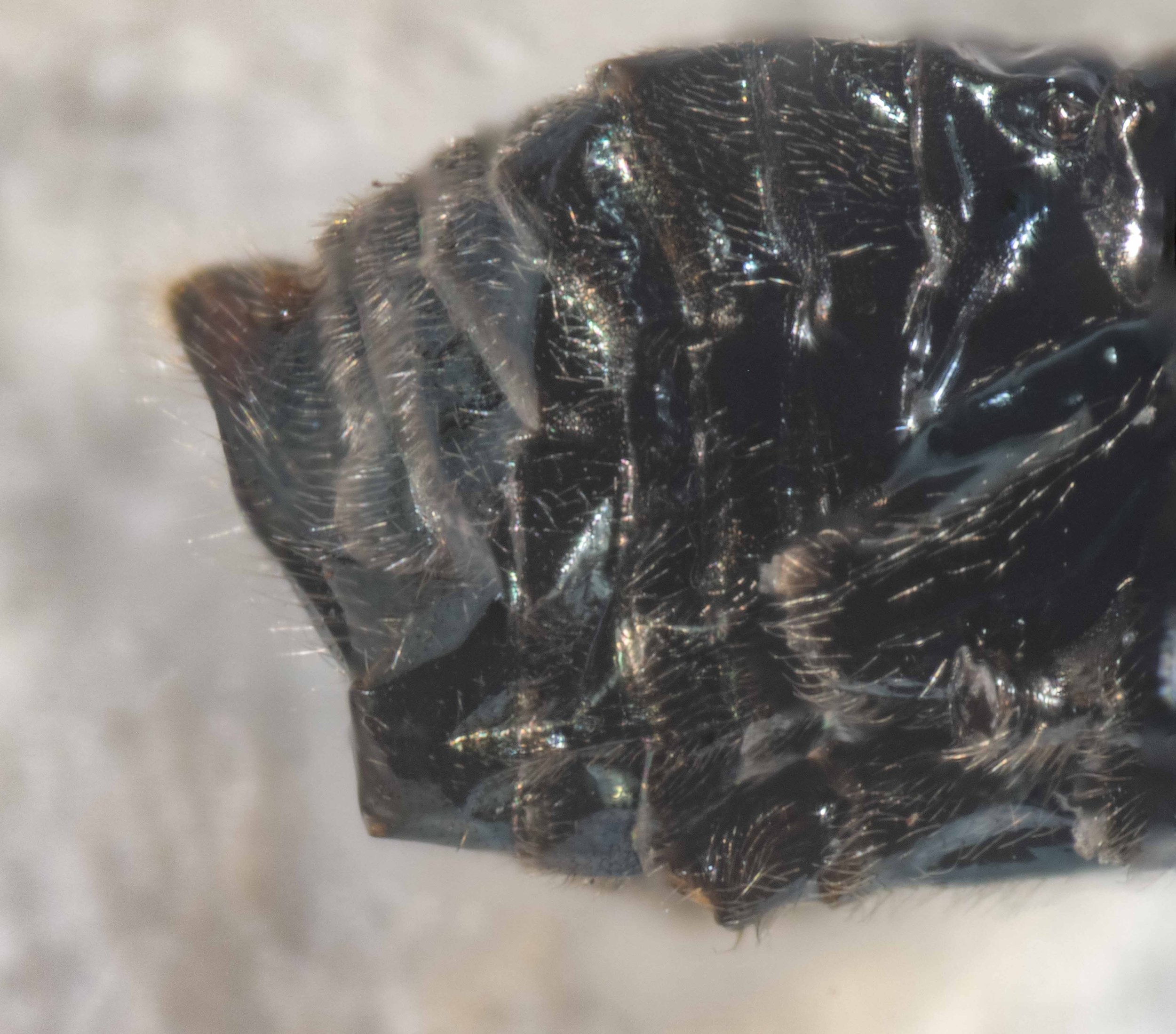  lateral view of abdomen after removal of wings and legs  all segments bright metallic blue, unpunctured  sawsheath black with orange tip, laterally flattened, not bifid 