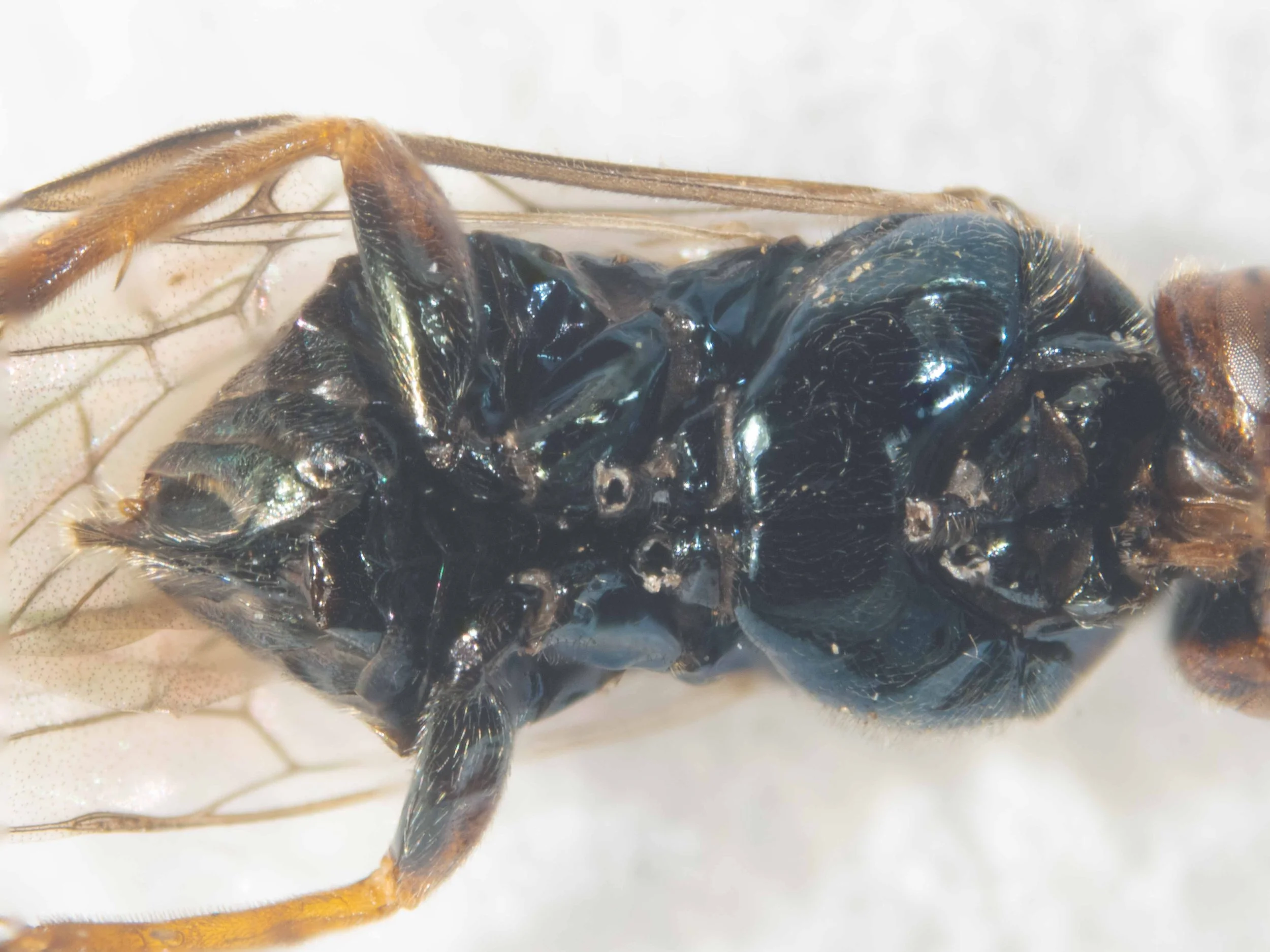  ventral view after removal of fore and mid femur, tibia and tarsi on both sides  cerci orange  sawsheath flattened laterally, black, not bifid 