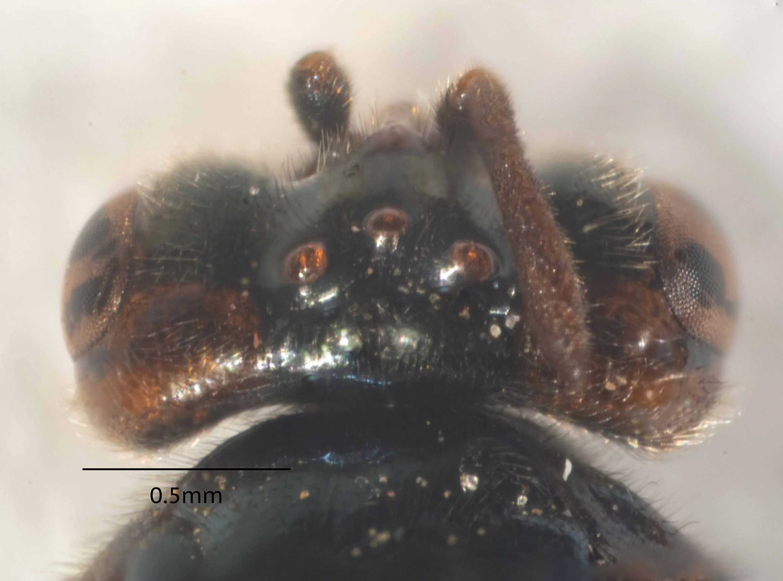  dorsal view of head after removal of left antennal flagellum  genae, vertex orange; post-ocellar area black  distance between ocelli just greater than distance between ocellus and back of head  antennal flagellum shorter than closest distance betwee