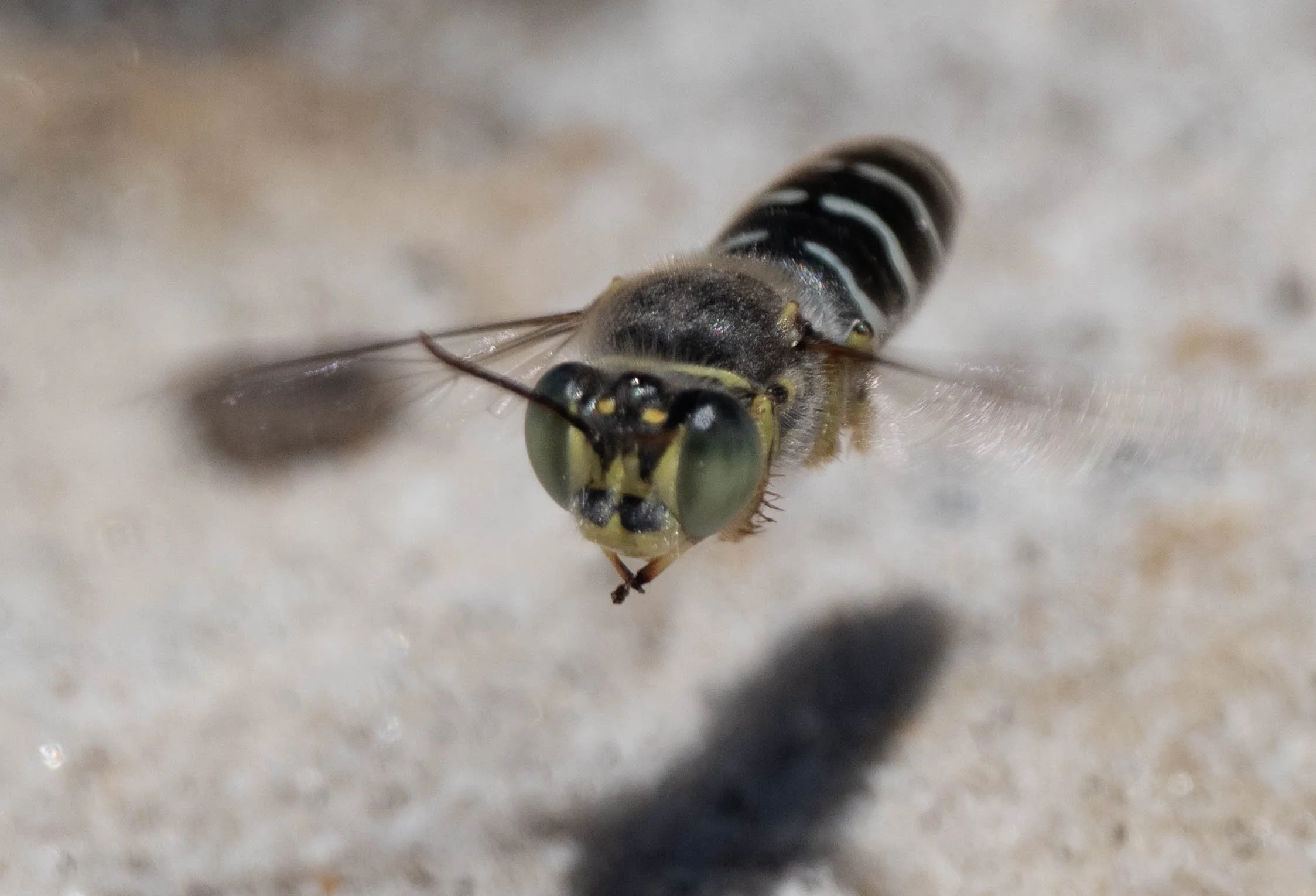 Bembix littoralis (Bembicinae: Bembicini)