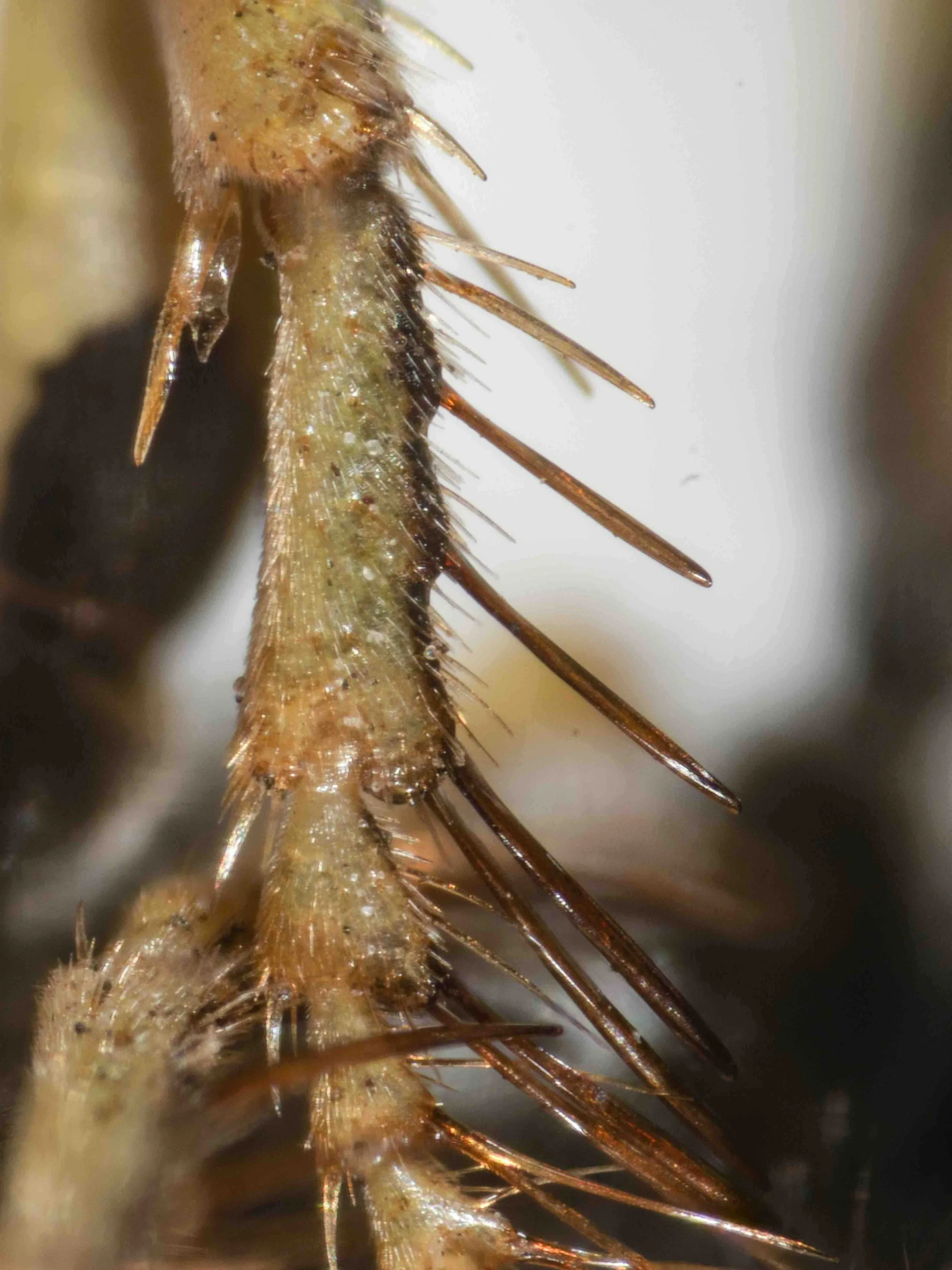 front basitarsus shape