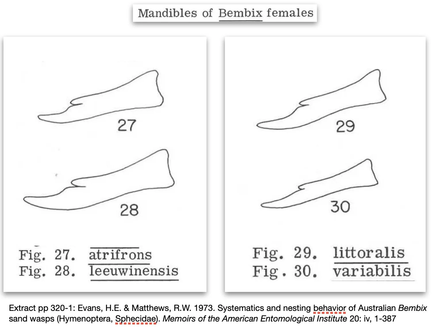 mandible shape