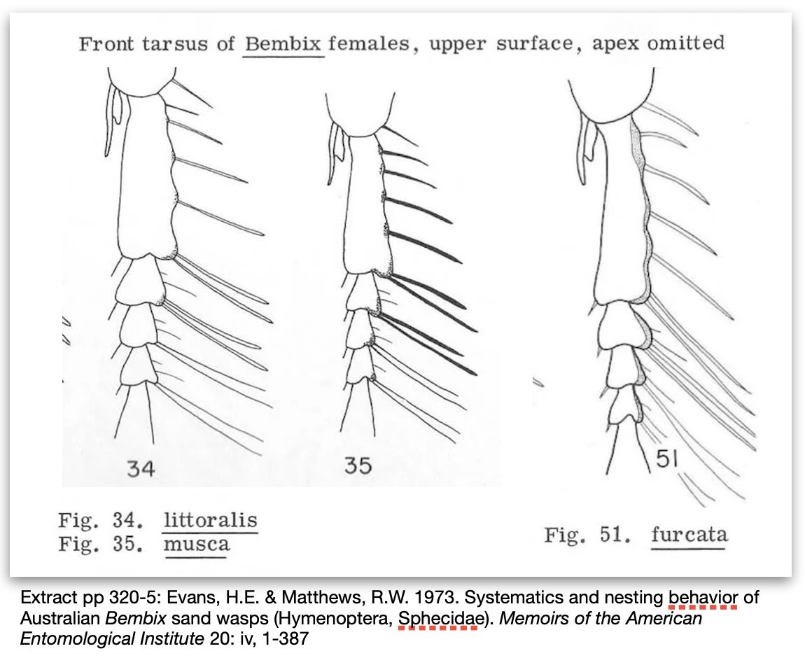 front basitarsus