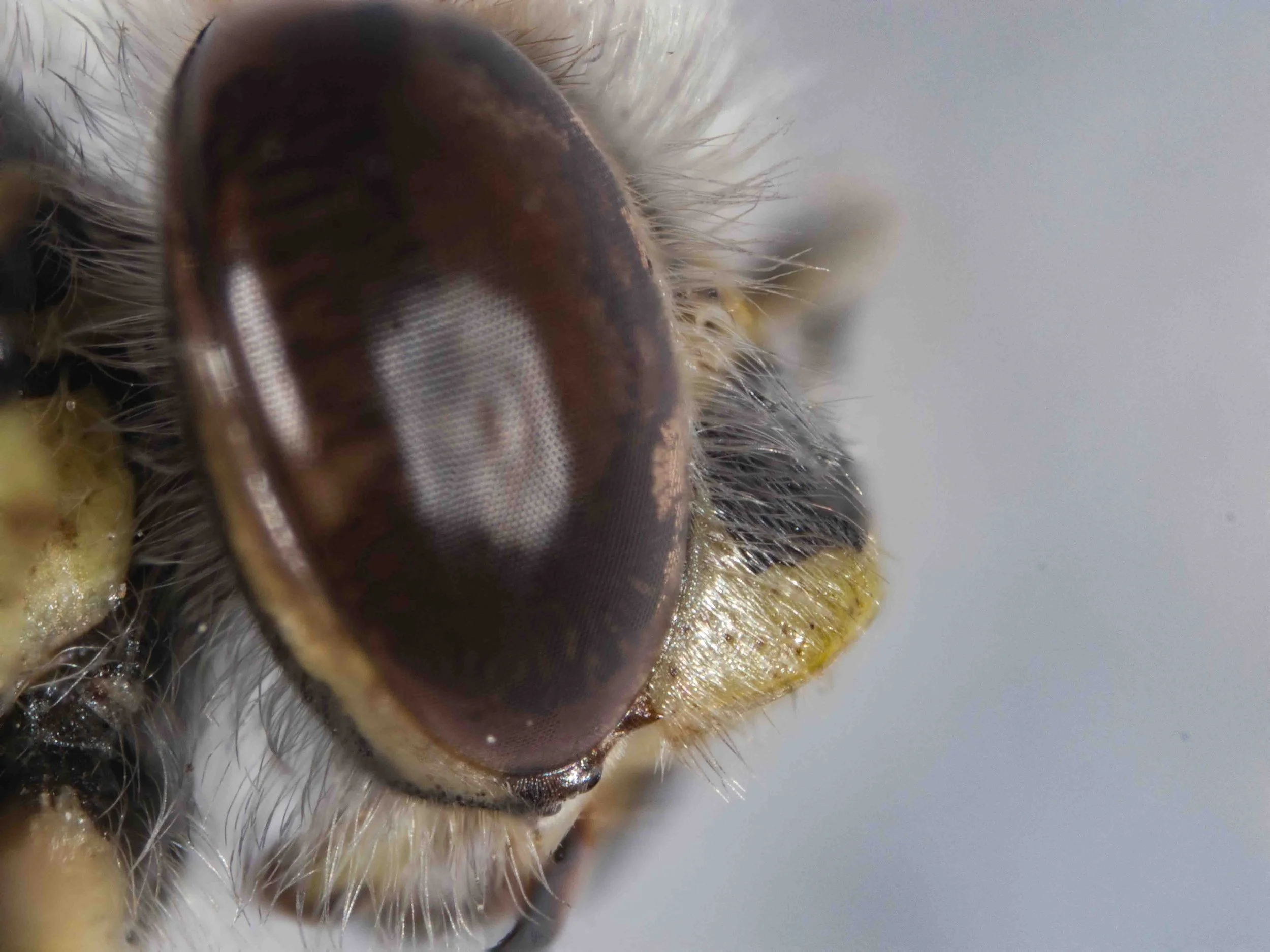 clypeus shape in profile