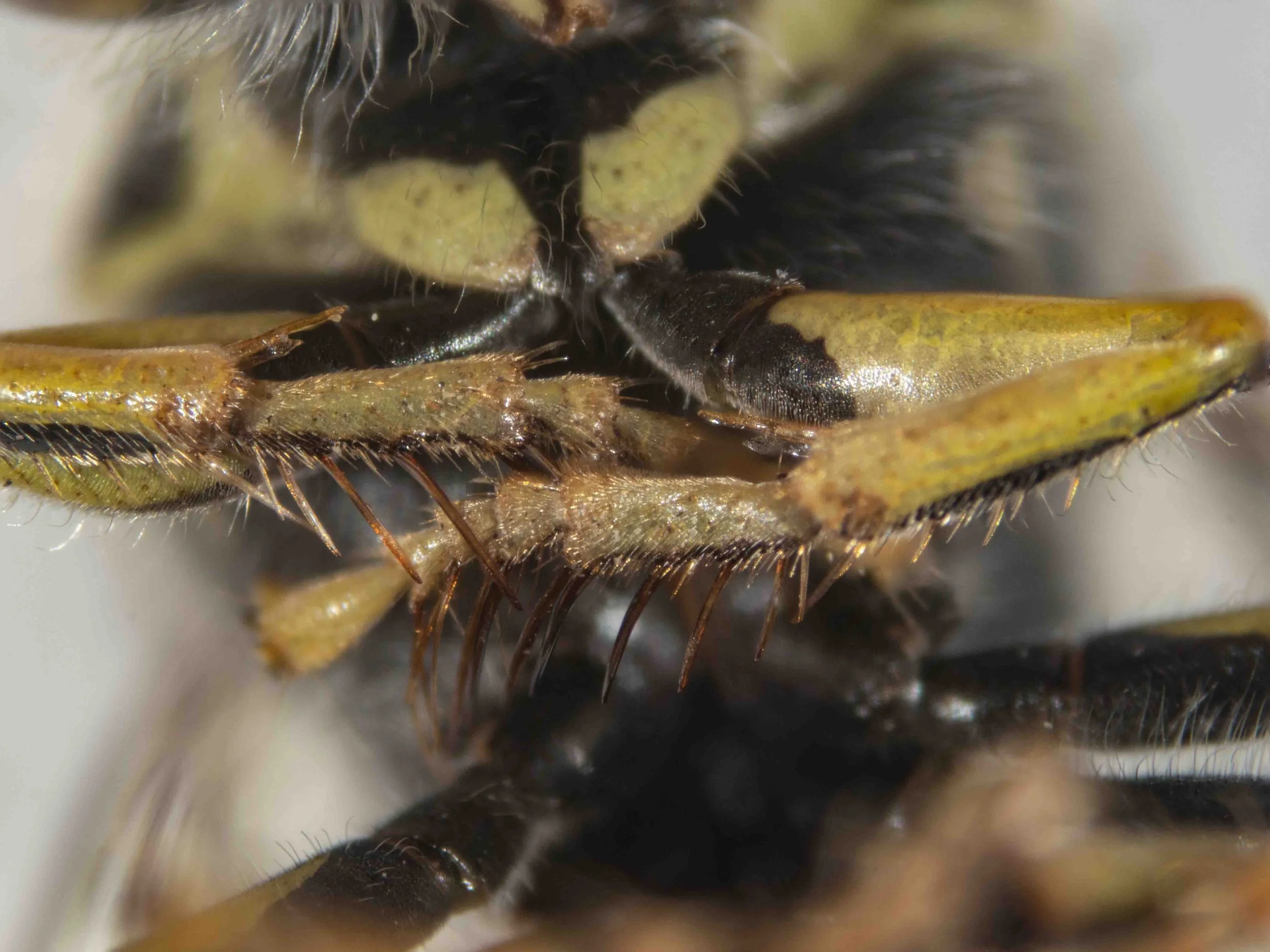 front basitarsus colour
