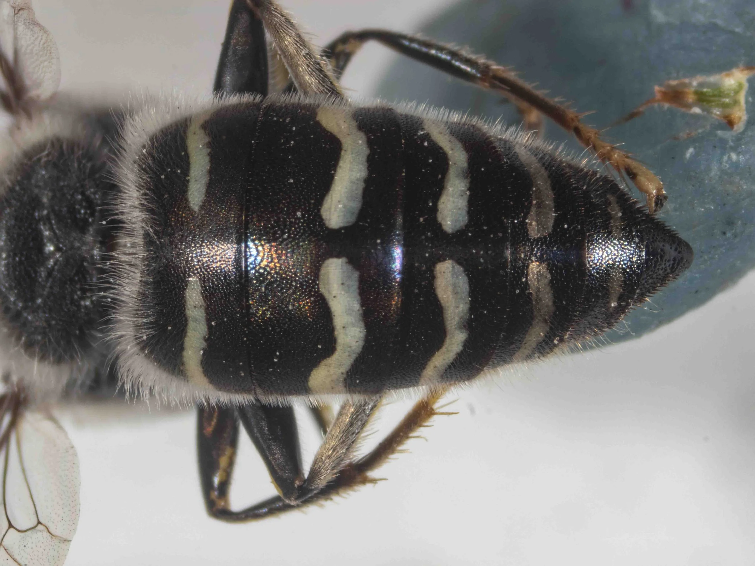 metasoma colour pattern