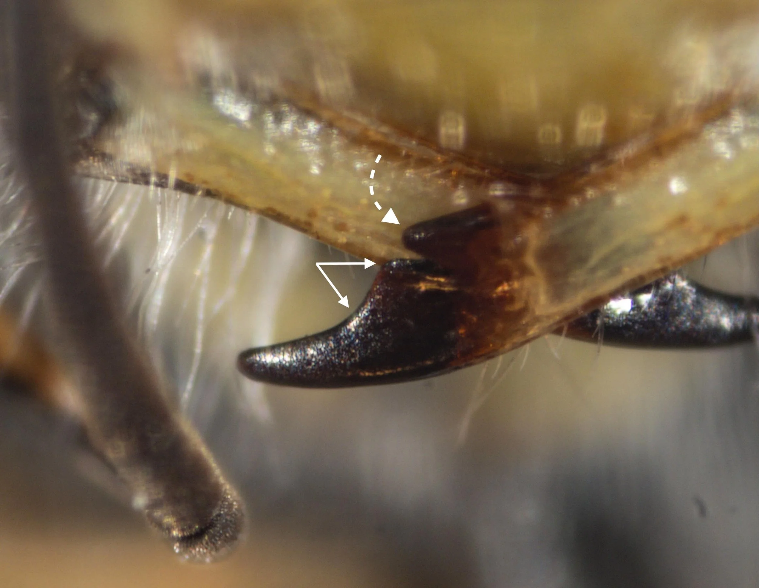 mandible shape
