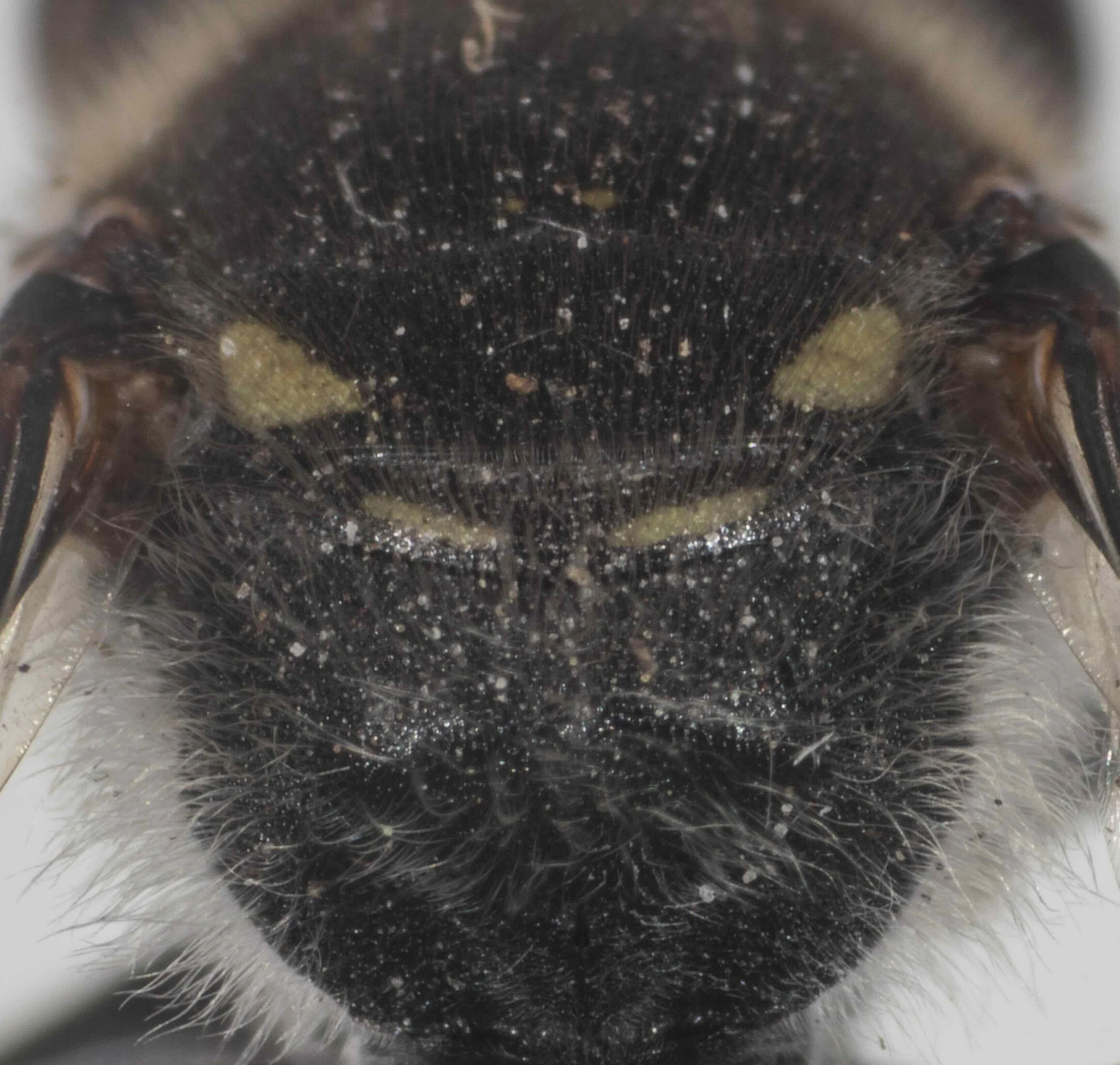 other mesosomal markings