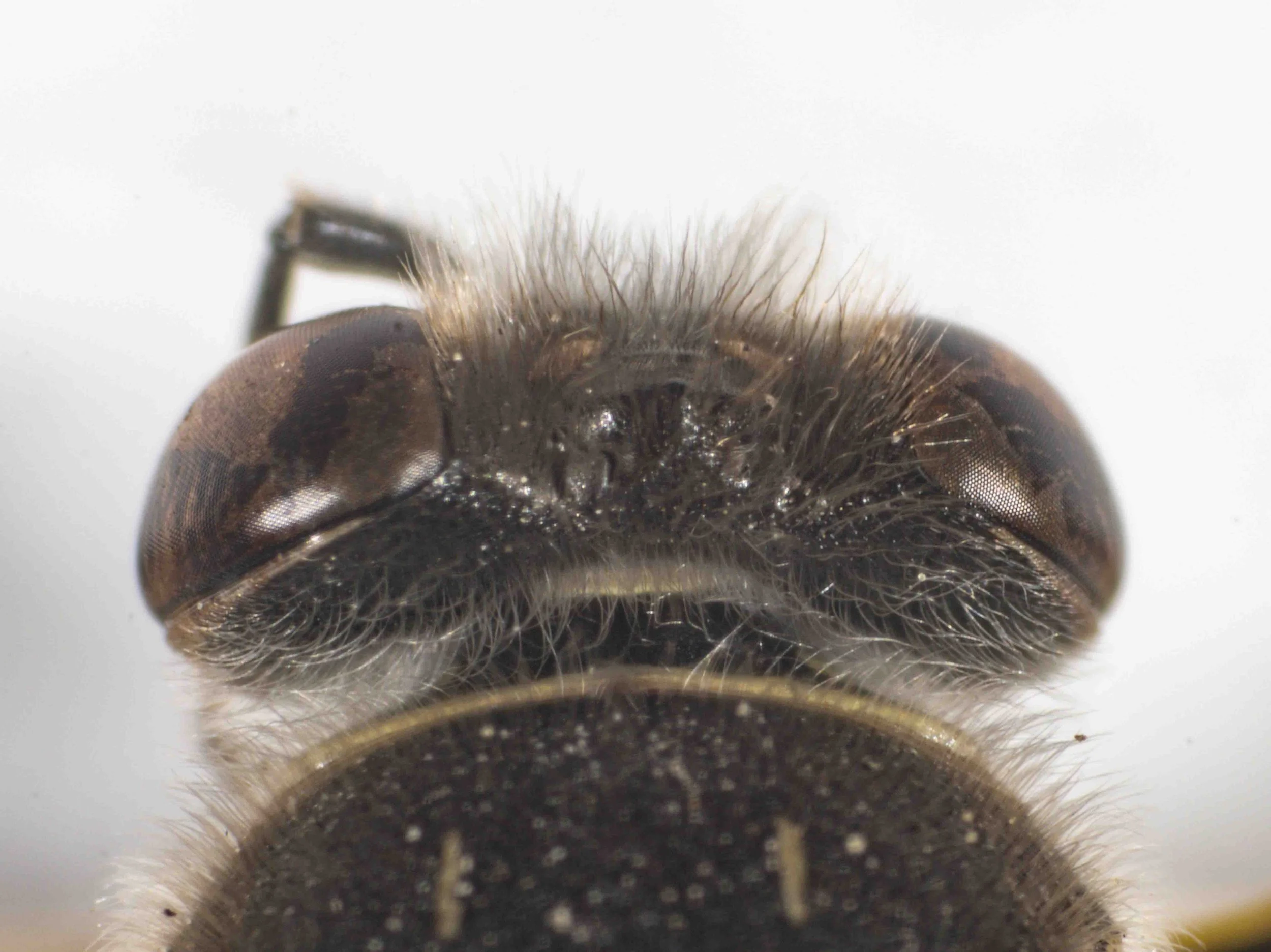 hairy head