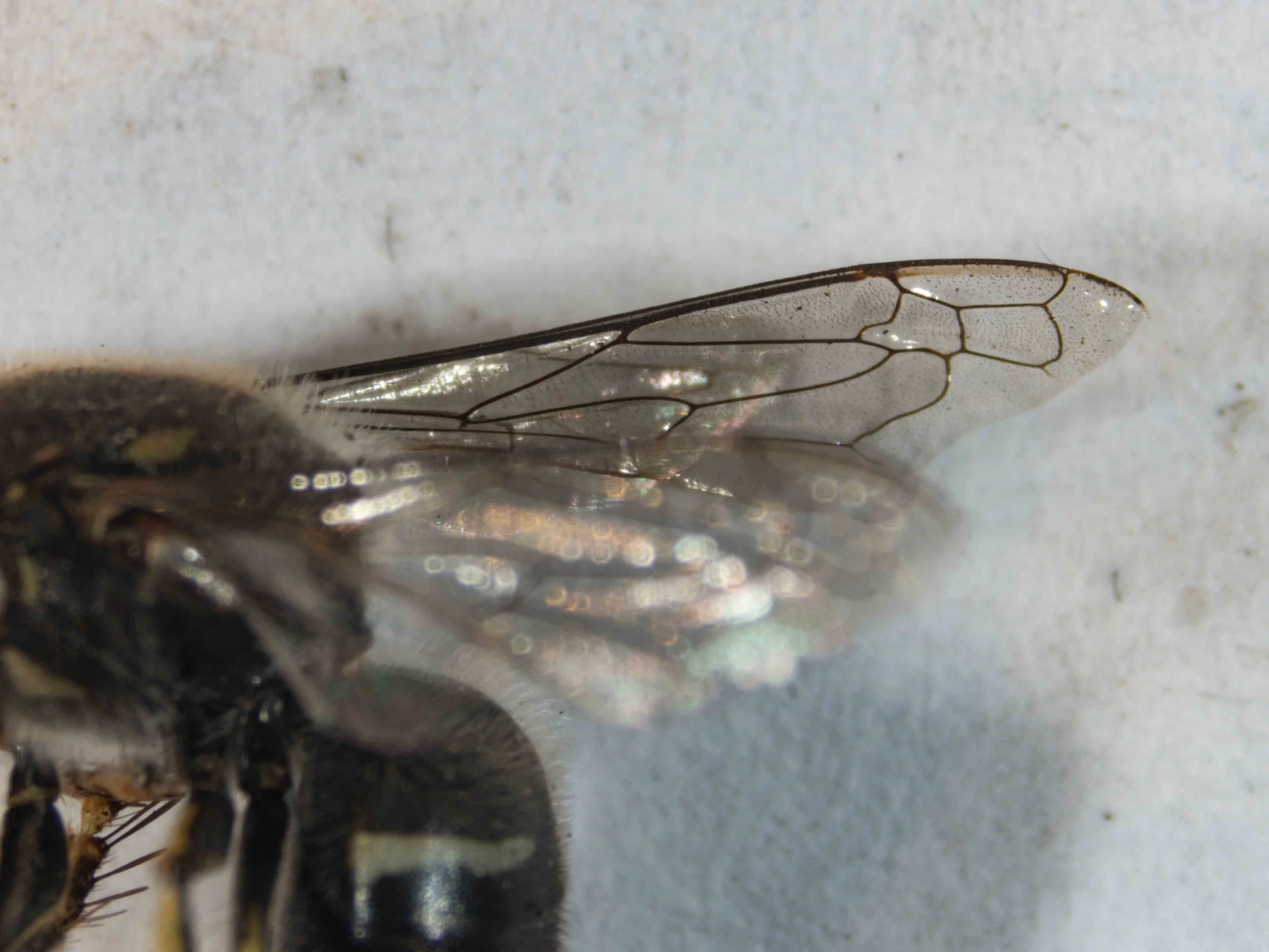 forewing venation
