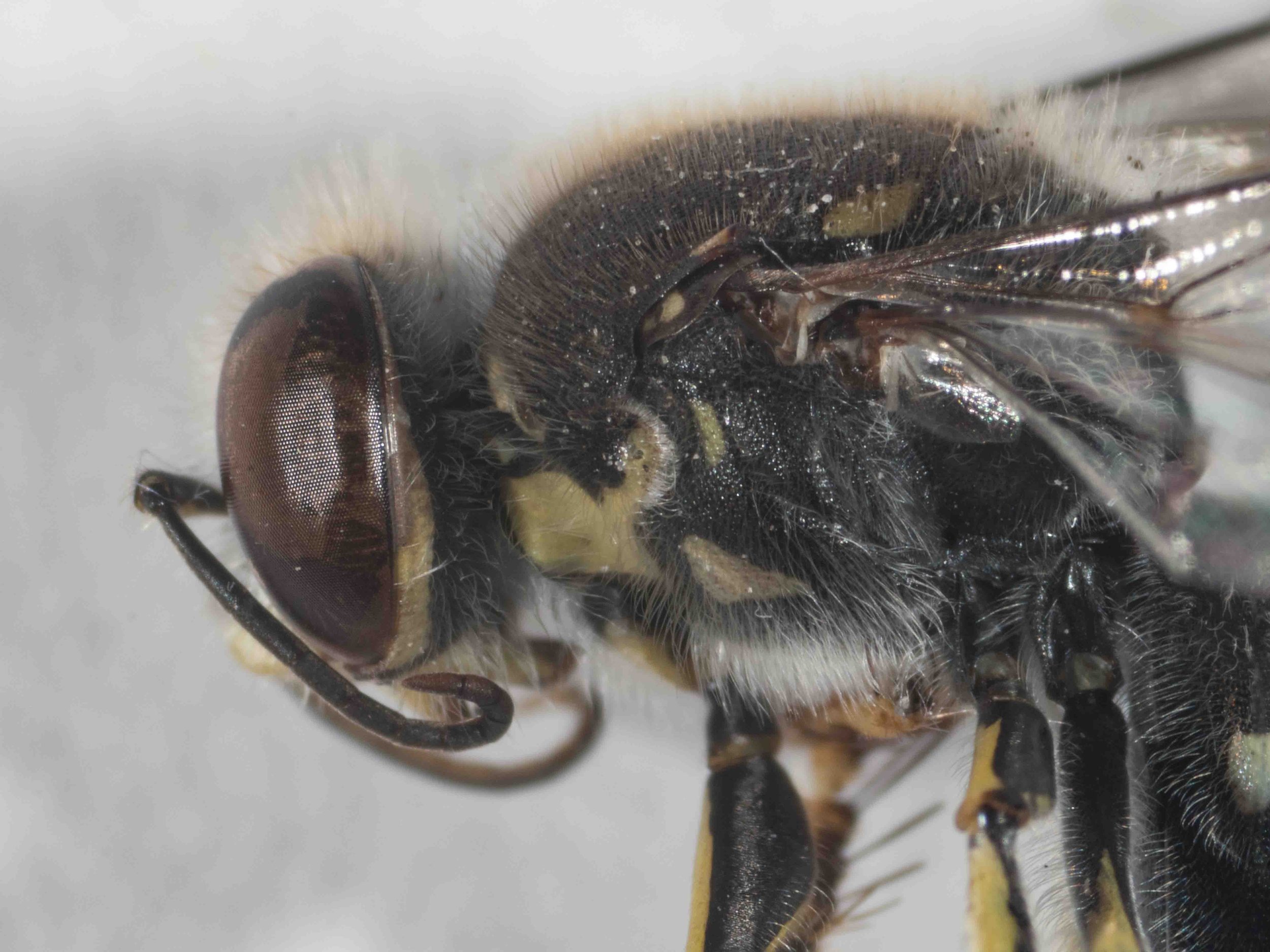 pronotum & pleura colour