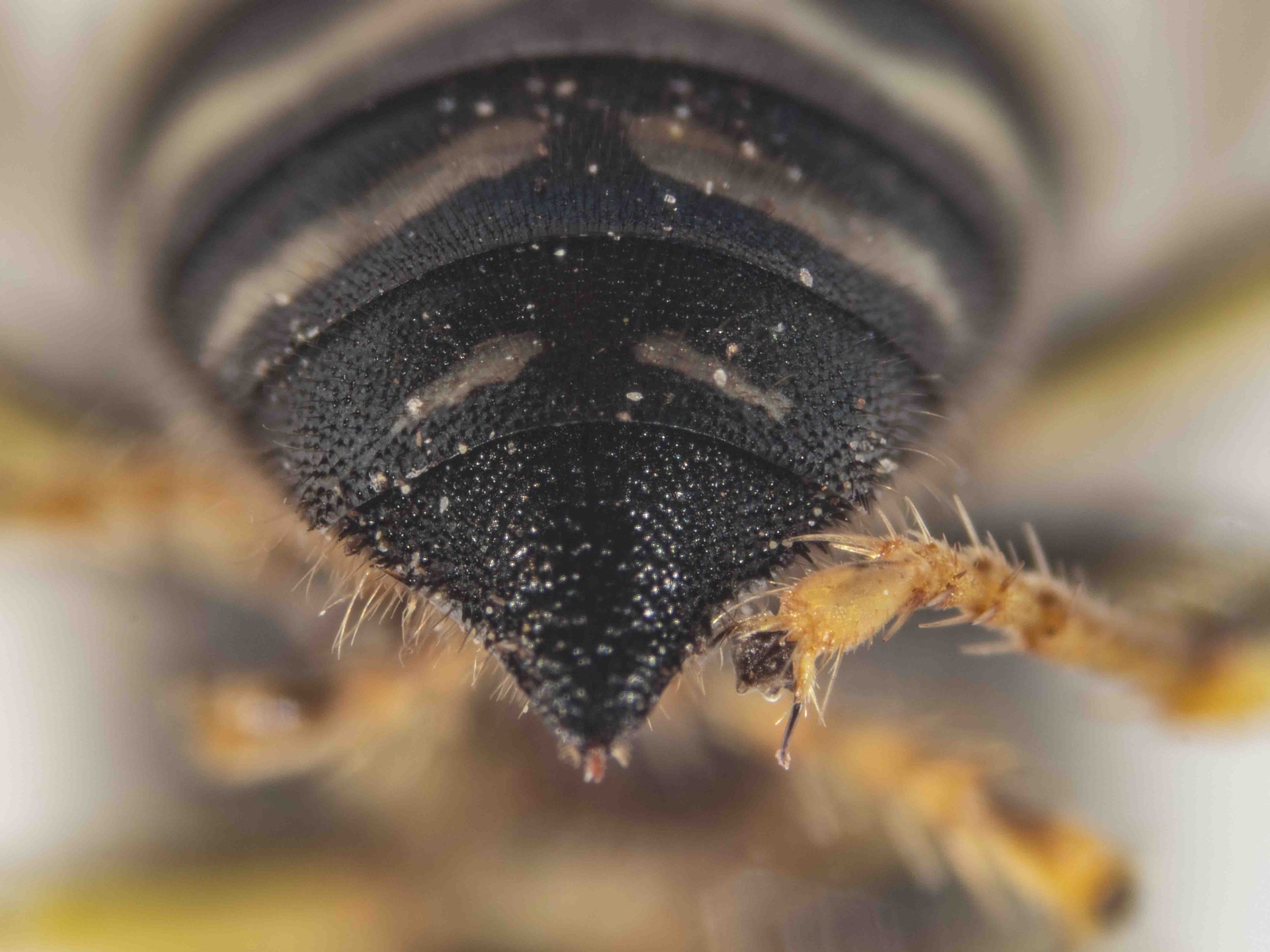 pygidium (T6)