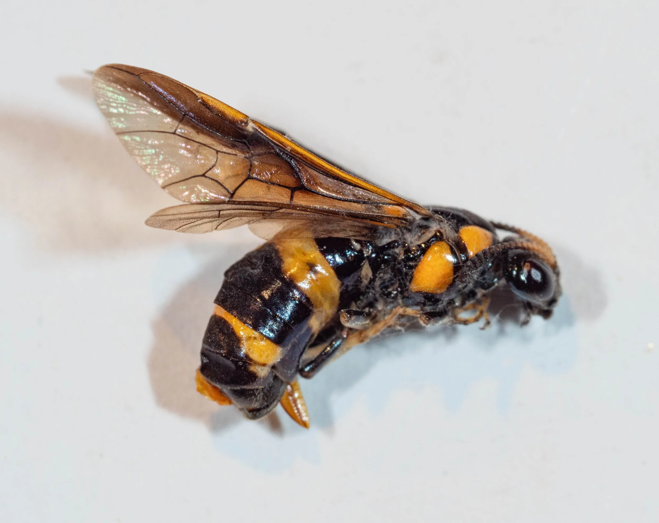 Pterygophorus from Windellama