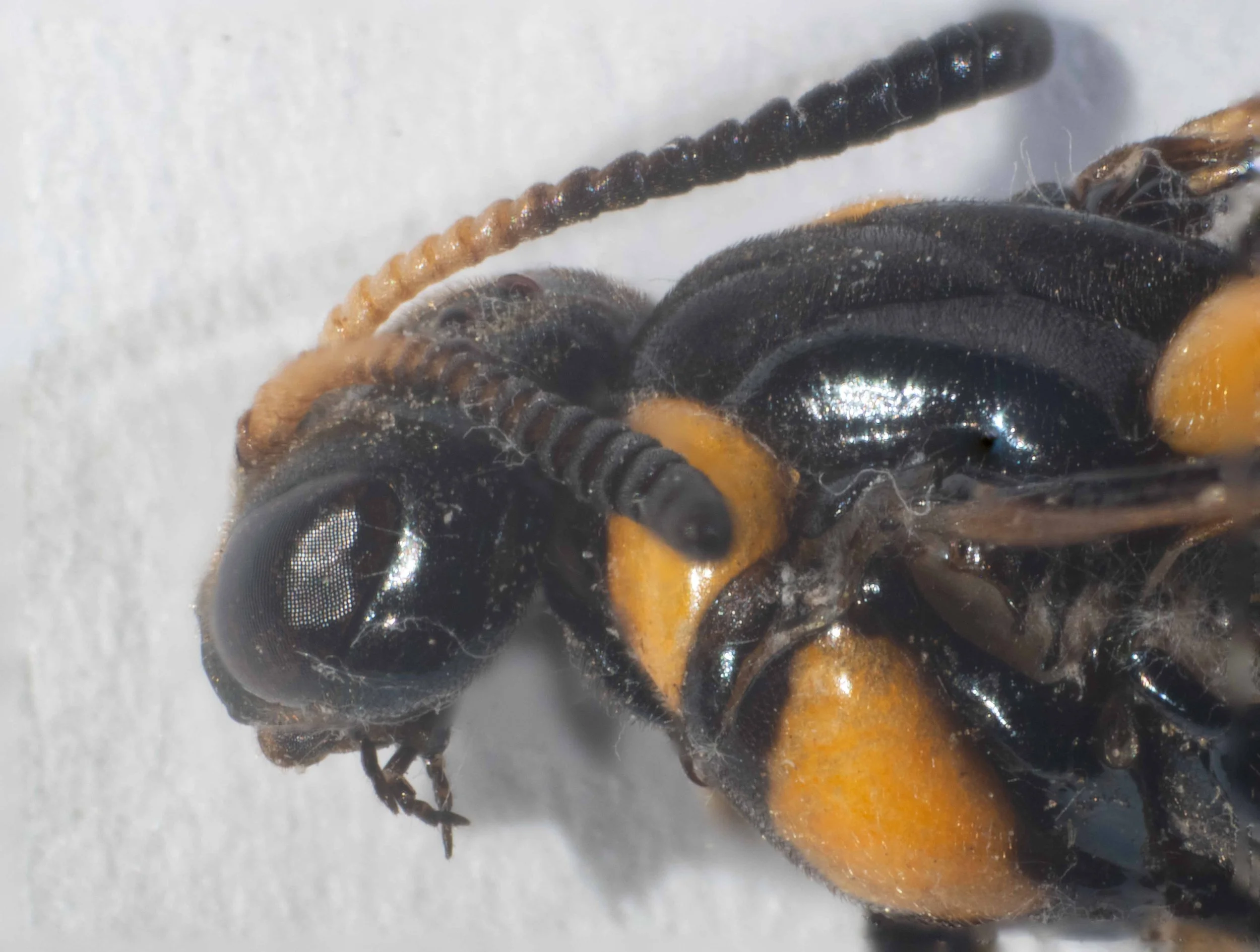 Head and antennal morphology