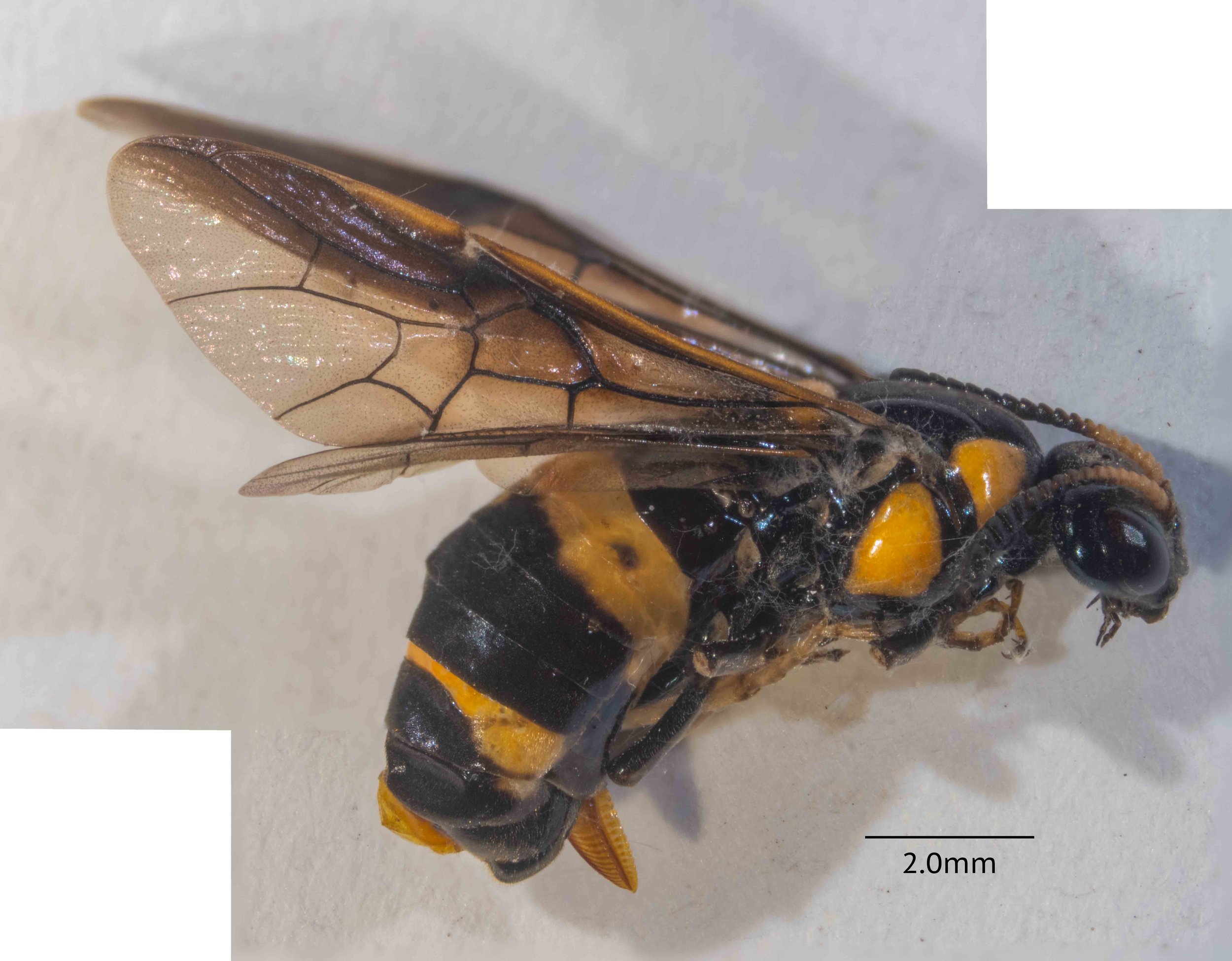 Lateral view, body length 10mm