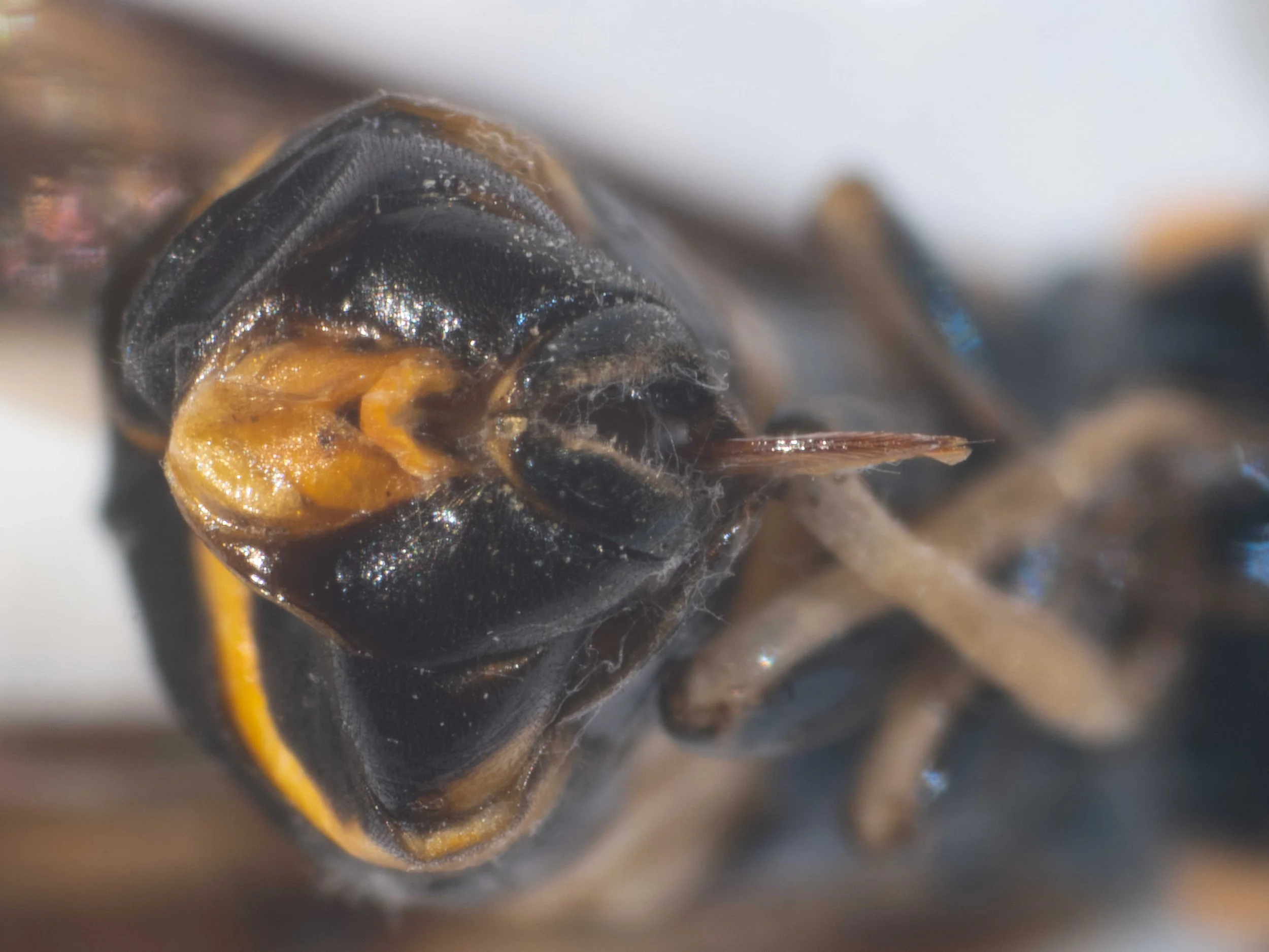 Detailed view of terminal segments