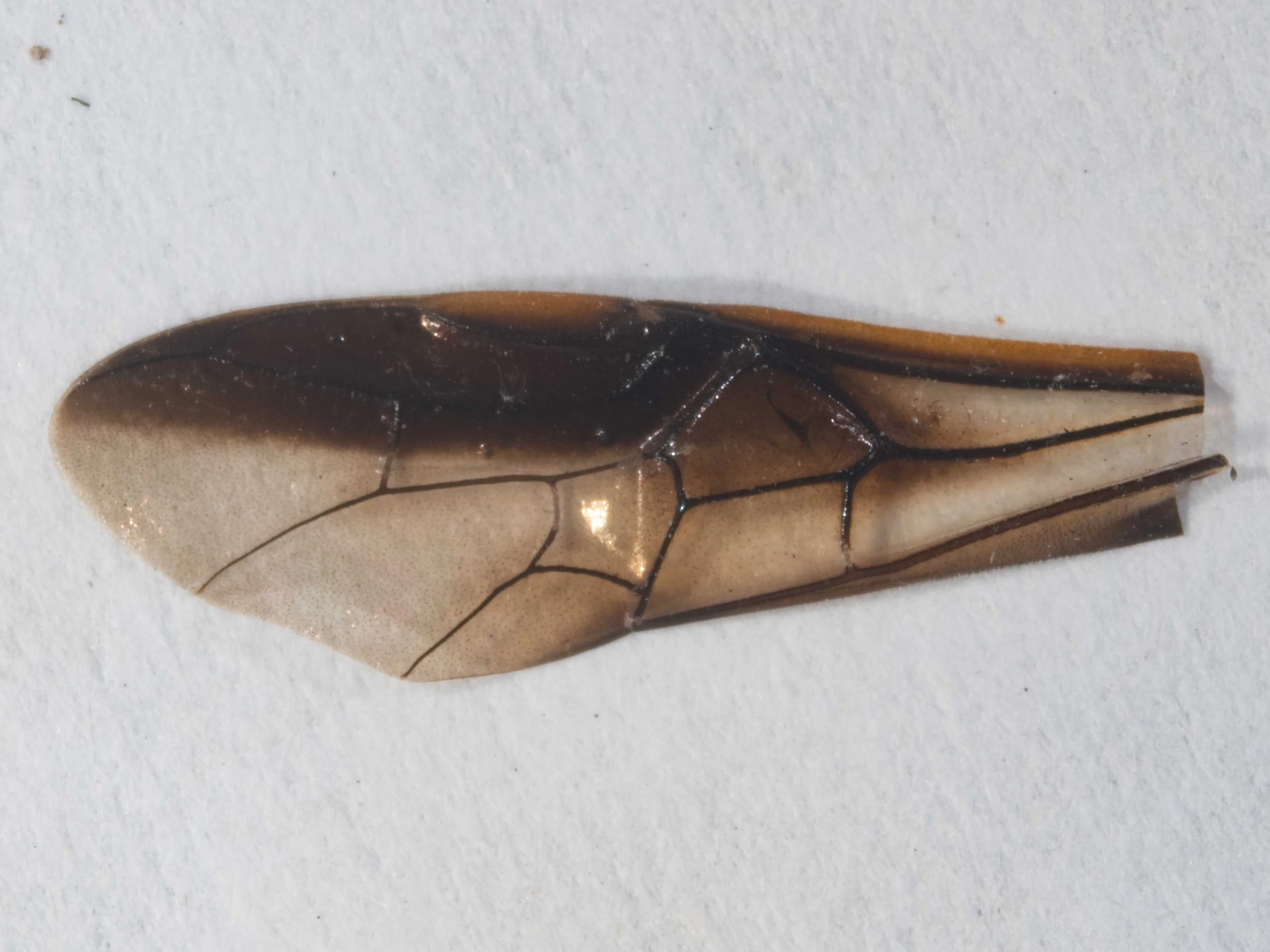 Fore wing removed from body