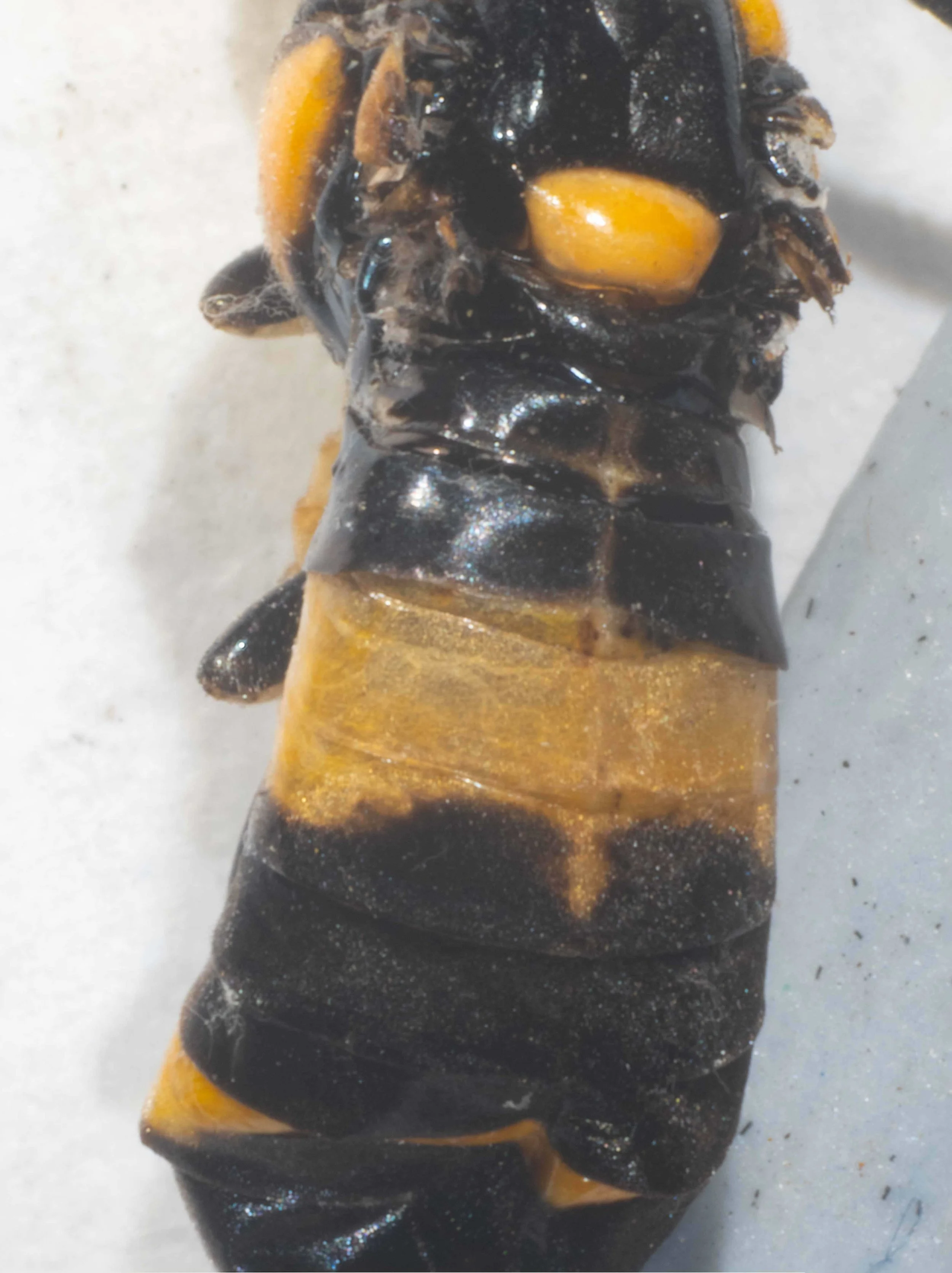 Abdomen colour shown after removal of wings