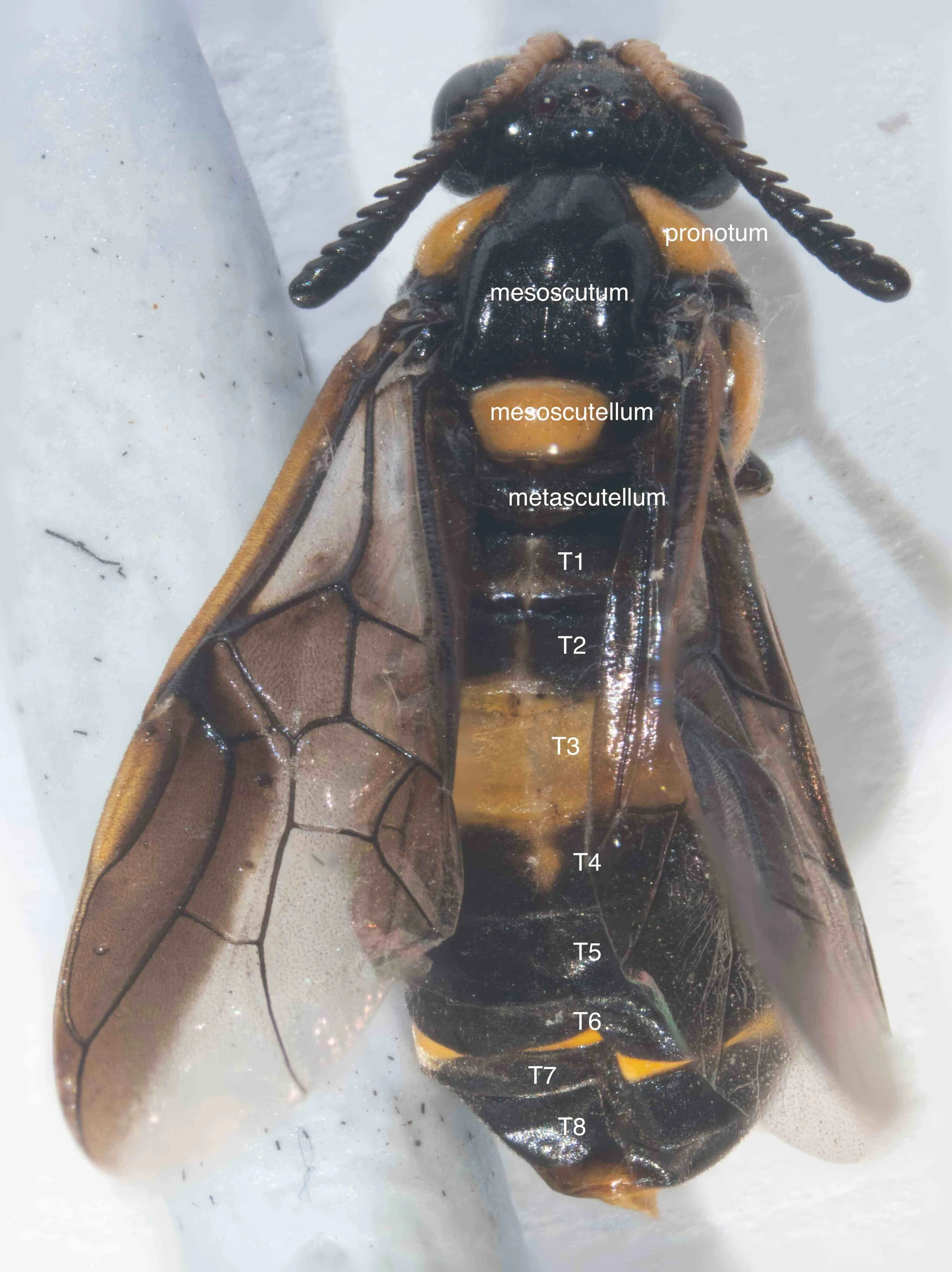 Dorsal view of intact insect