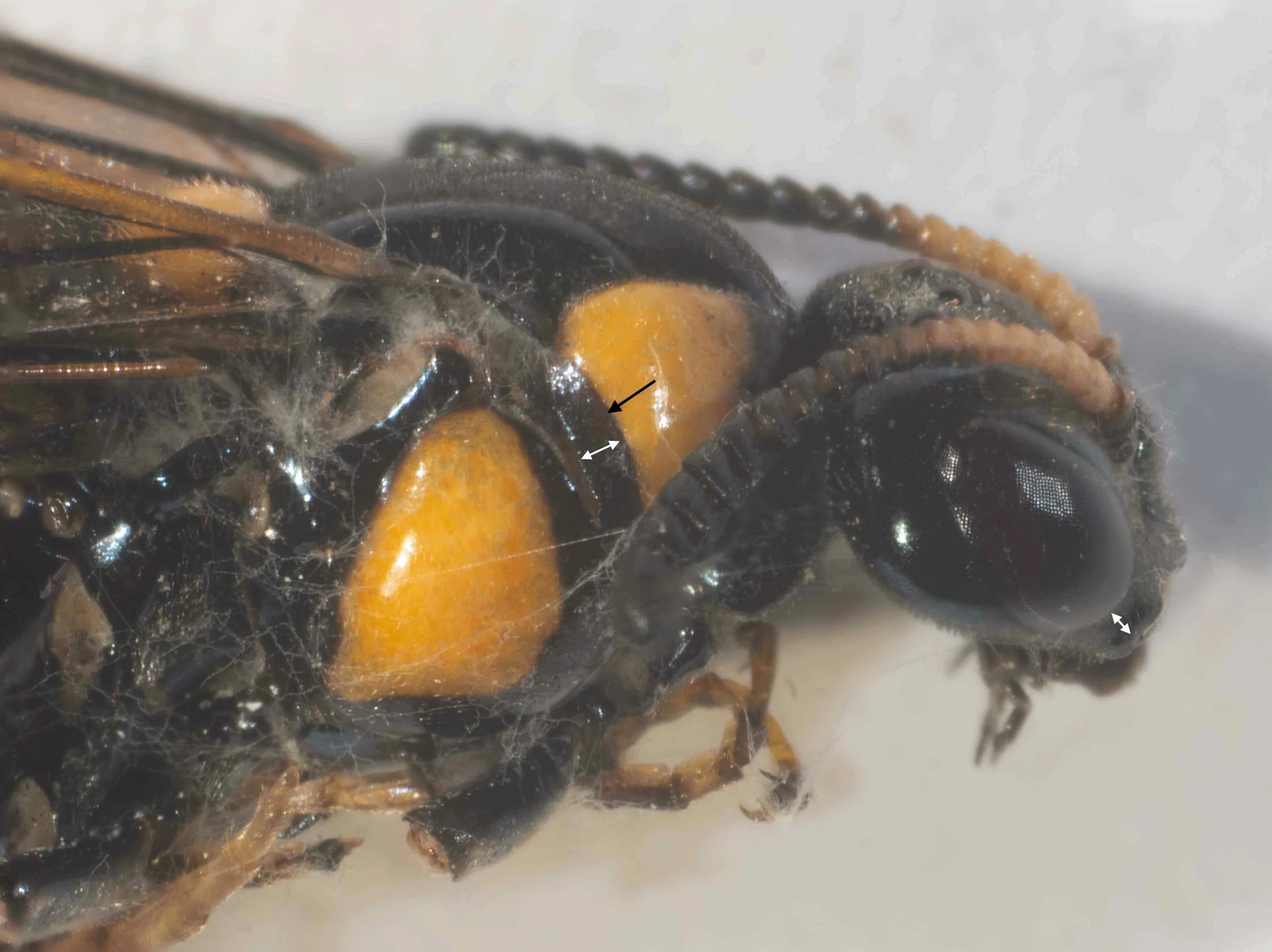 Thorax morphology and colour