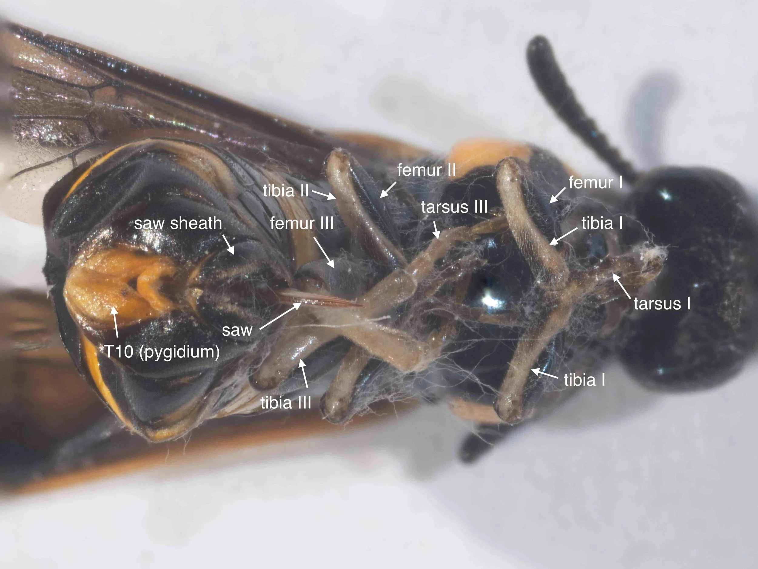 Ventral view - showing colour of legs and body