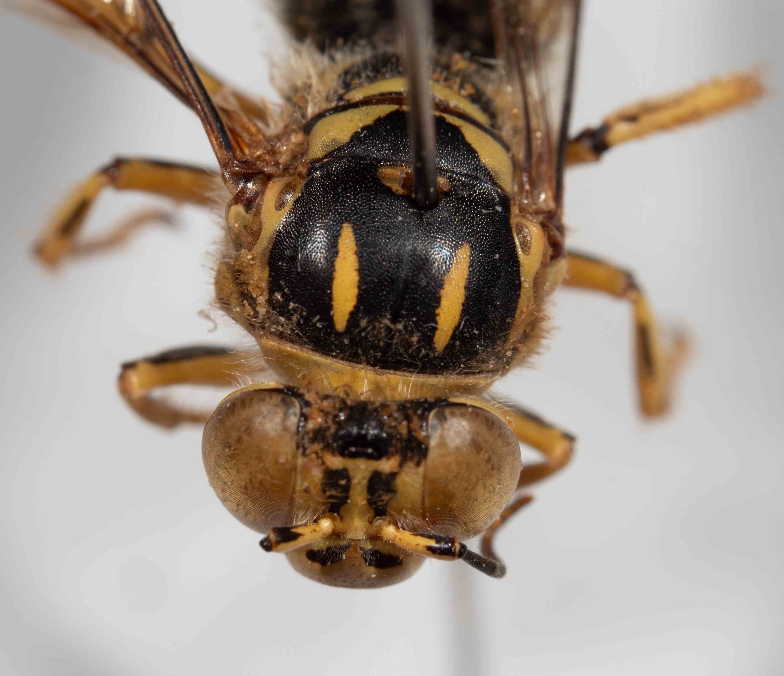 mesoscutum pattern & punctation