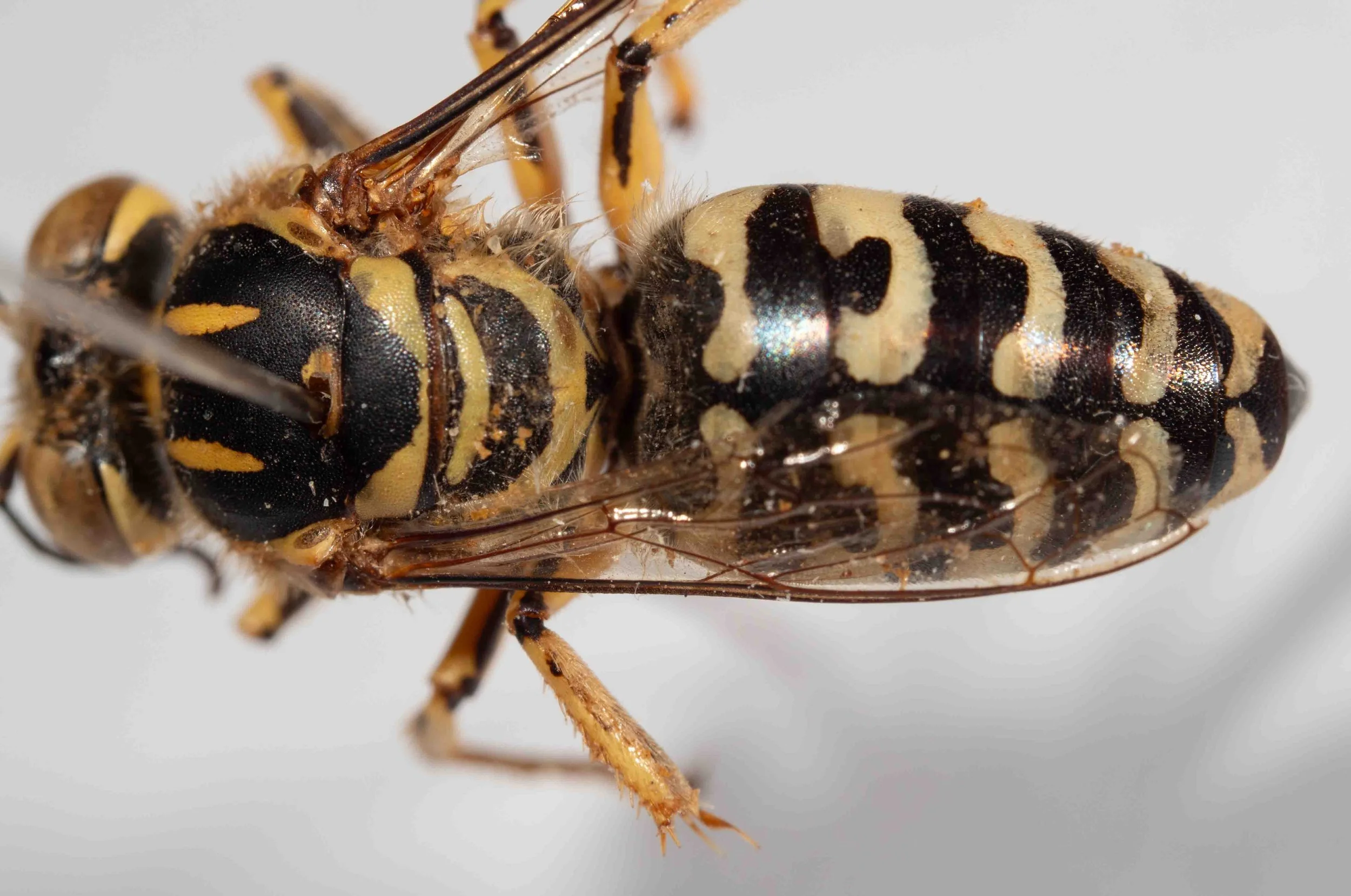 scutellum & metanotum colour
