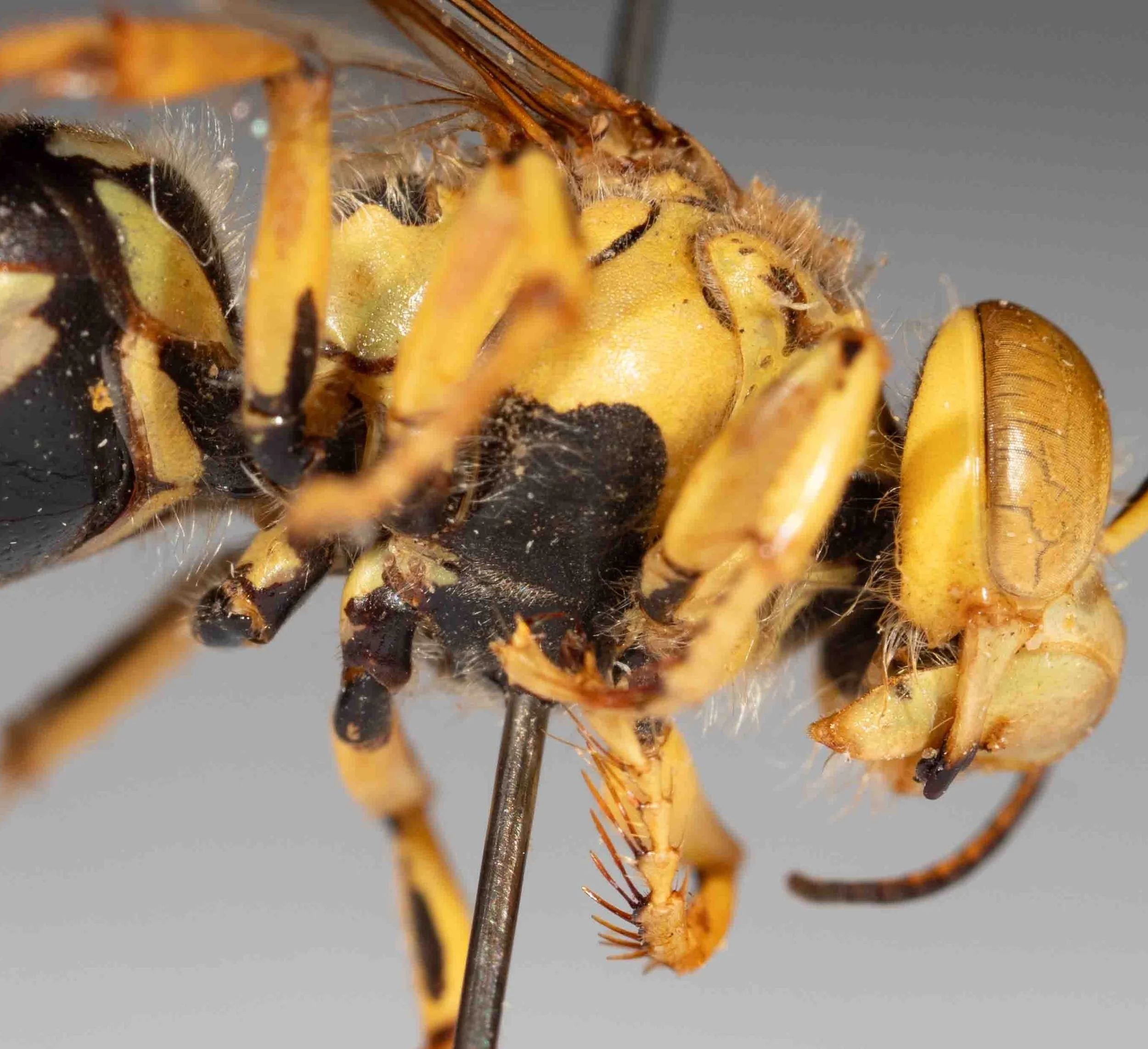 venter (ventral thorax) colour