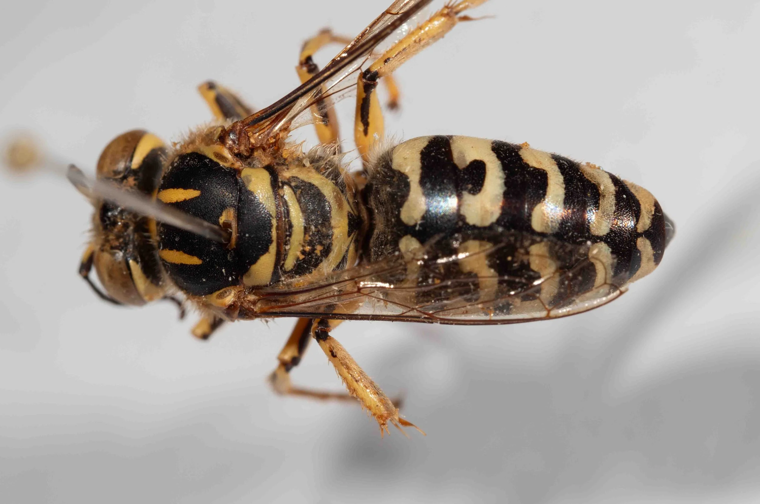 metasomal dorsum colour pattern