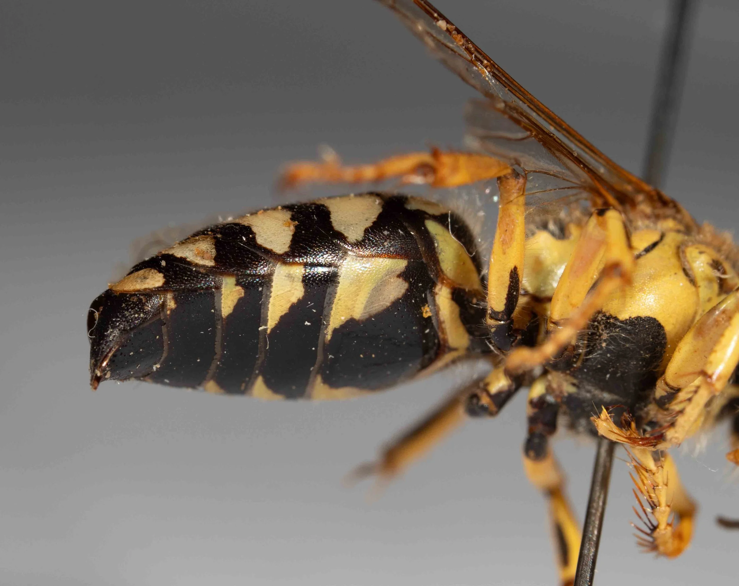 metasomal colour patterning (lateral & ventral)