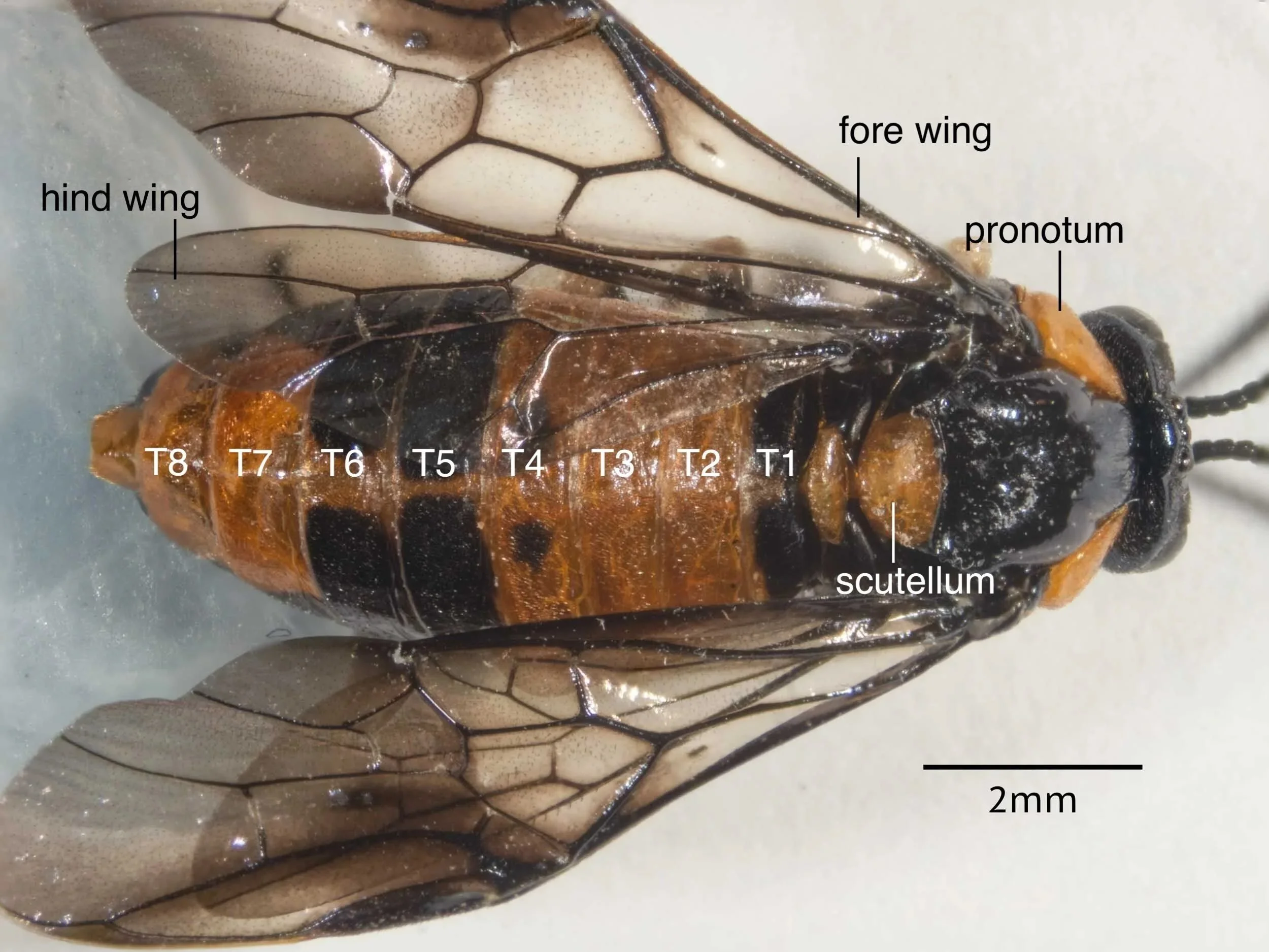 Sawfly anatomy