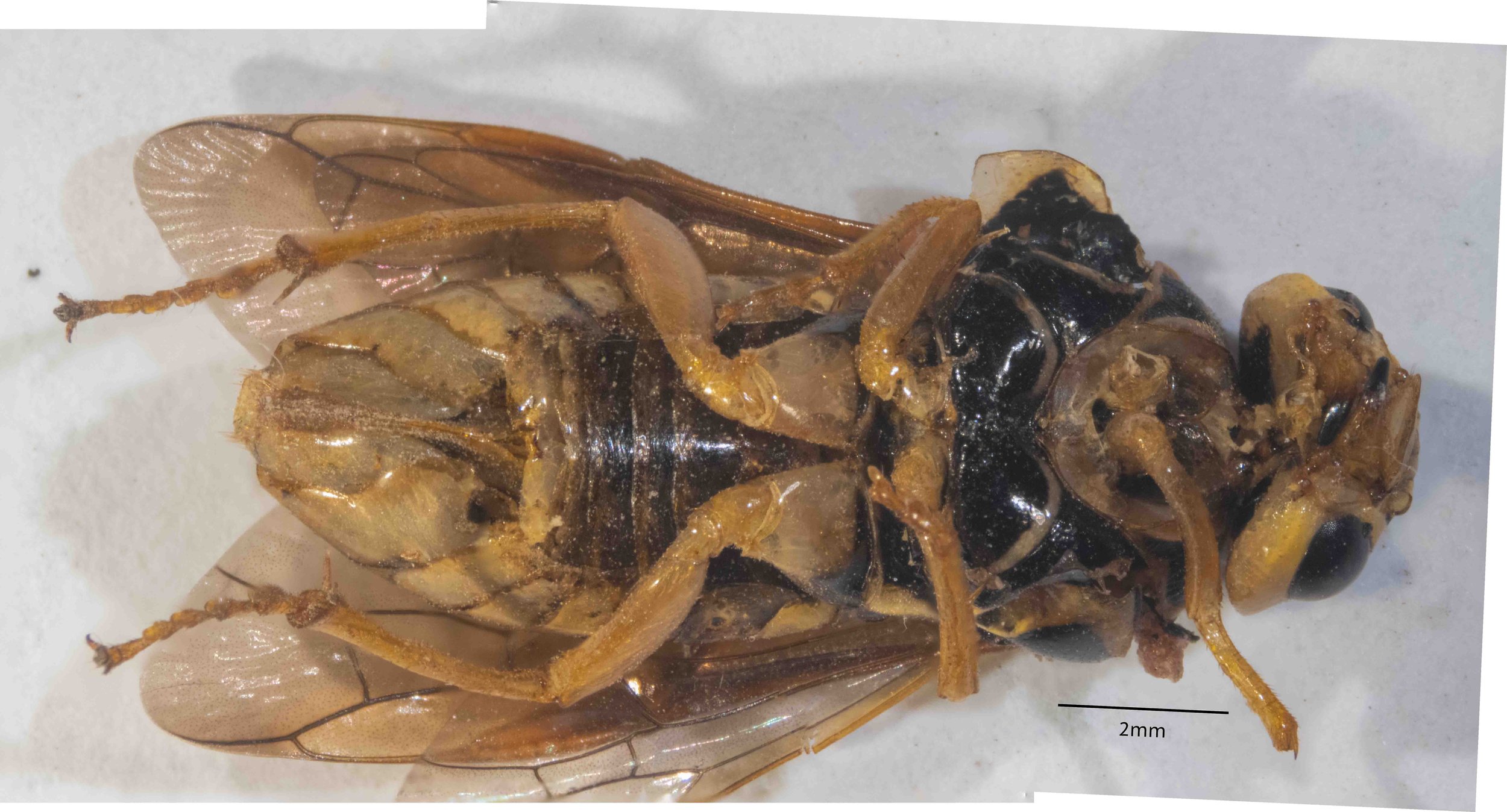 body length 13.7mm all segments of all legs orange lateral folds of tergites yellow, venter black  mesosternum black genae, inner orbits, mandibles (except black tip), labrum yellow 