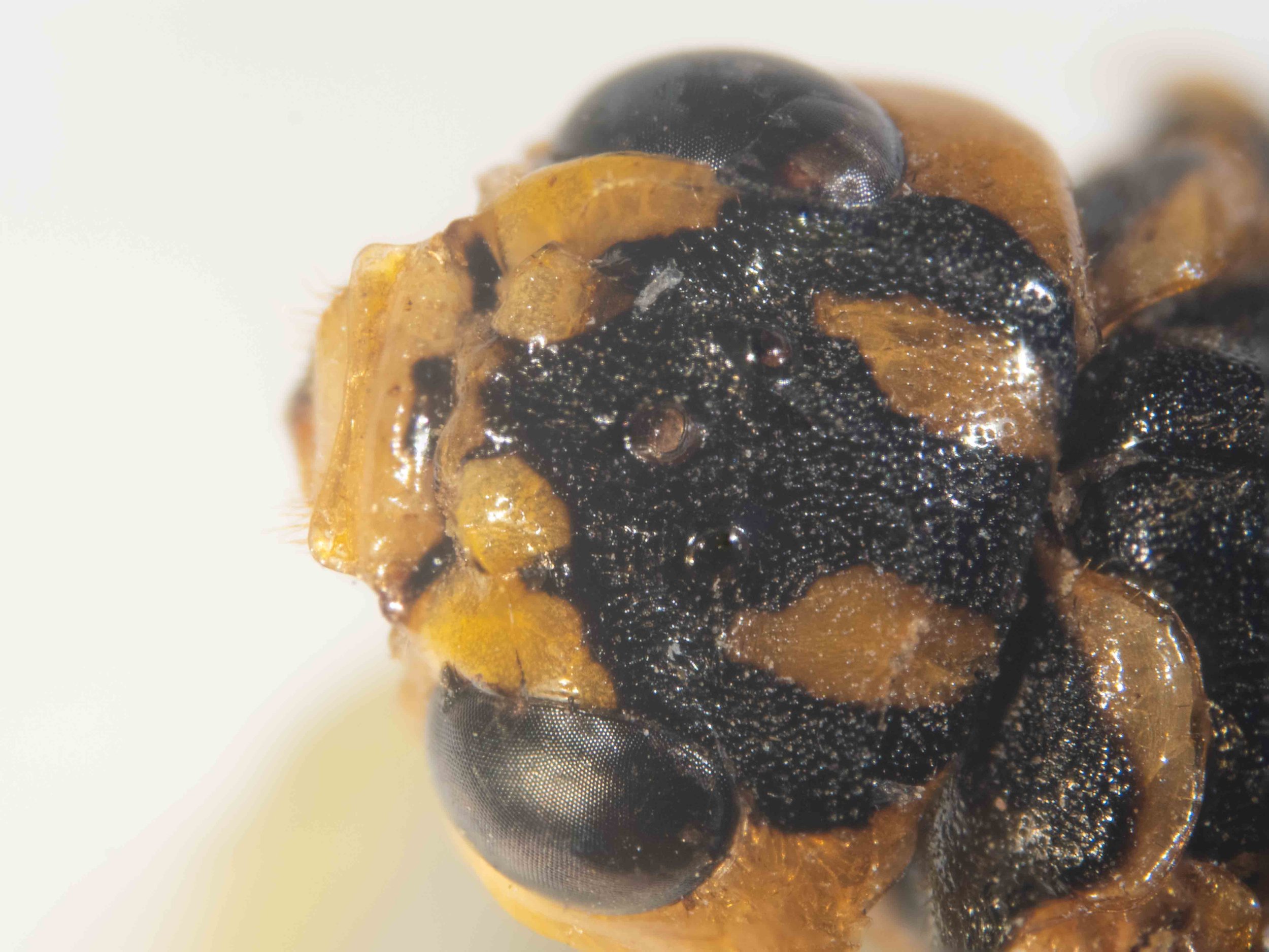  vertex bright yellow with 3 wide, longitudinal black stripes which extend anteriorly to cover ocellar region middle region of vertex punctuated? antennal tubercles, inner orbits, clypeus and labrum yellow clypeus emarginate  