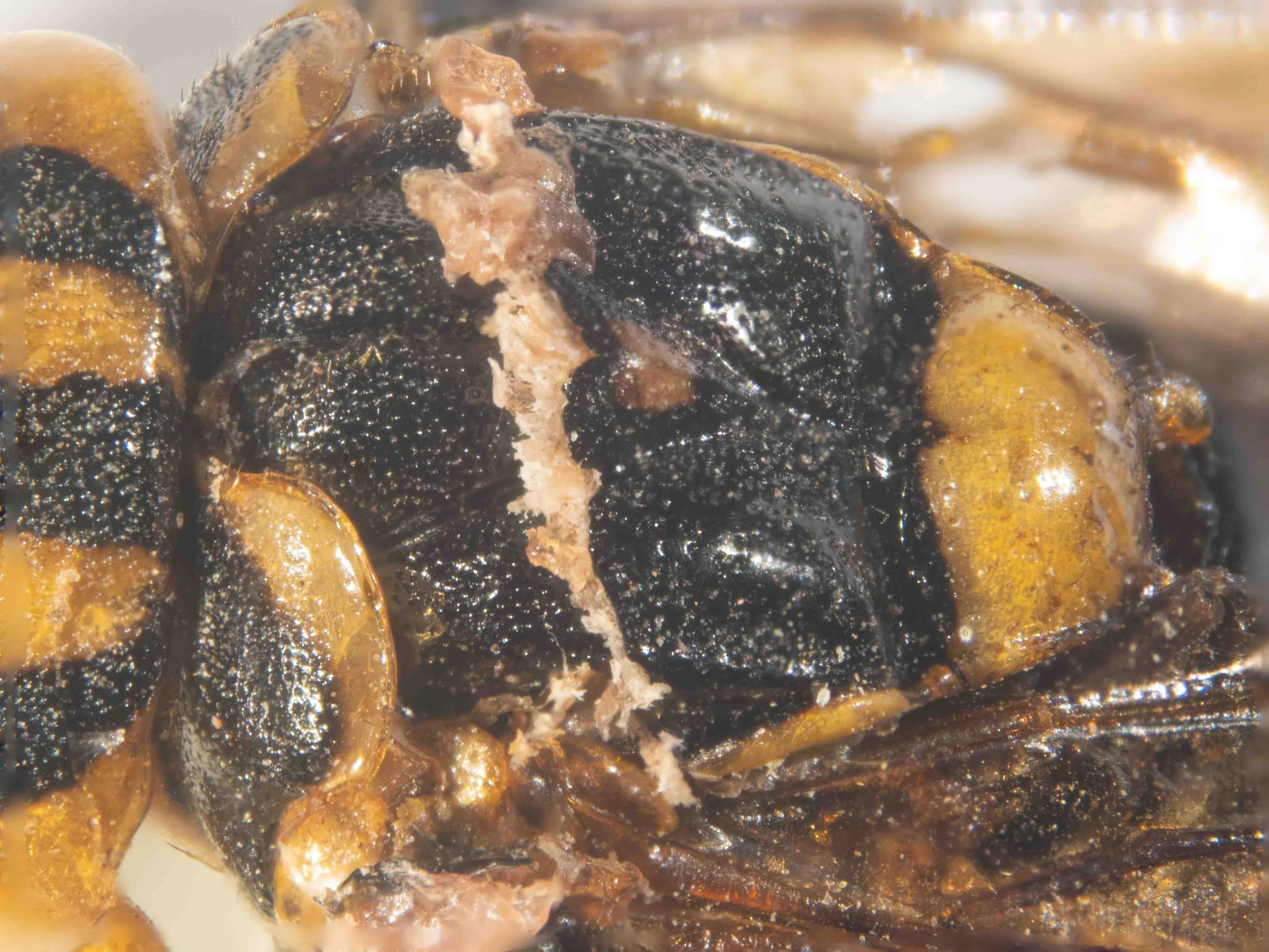  pronotum with broad yellow hind border mesoscutum black with pale yellow spot towards rear of middle lobe scutellum convex, solid yellow with obtuse long orange hind lobes 