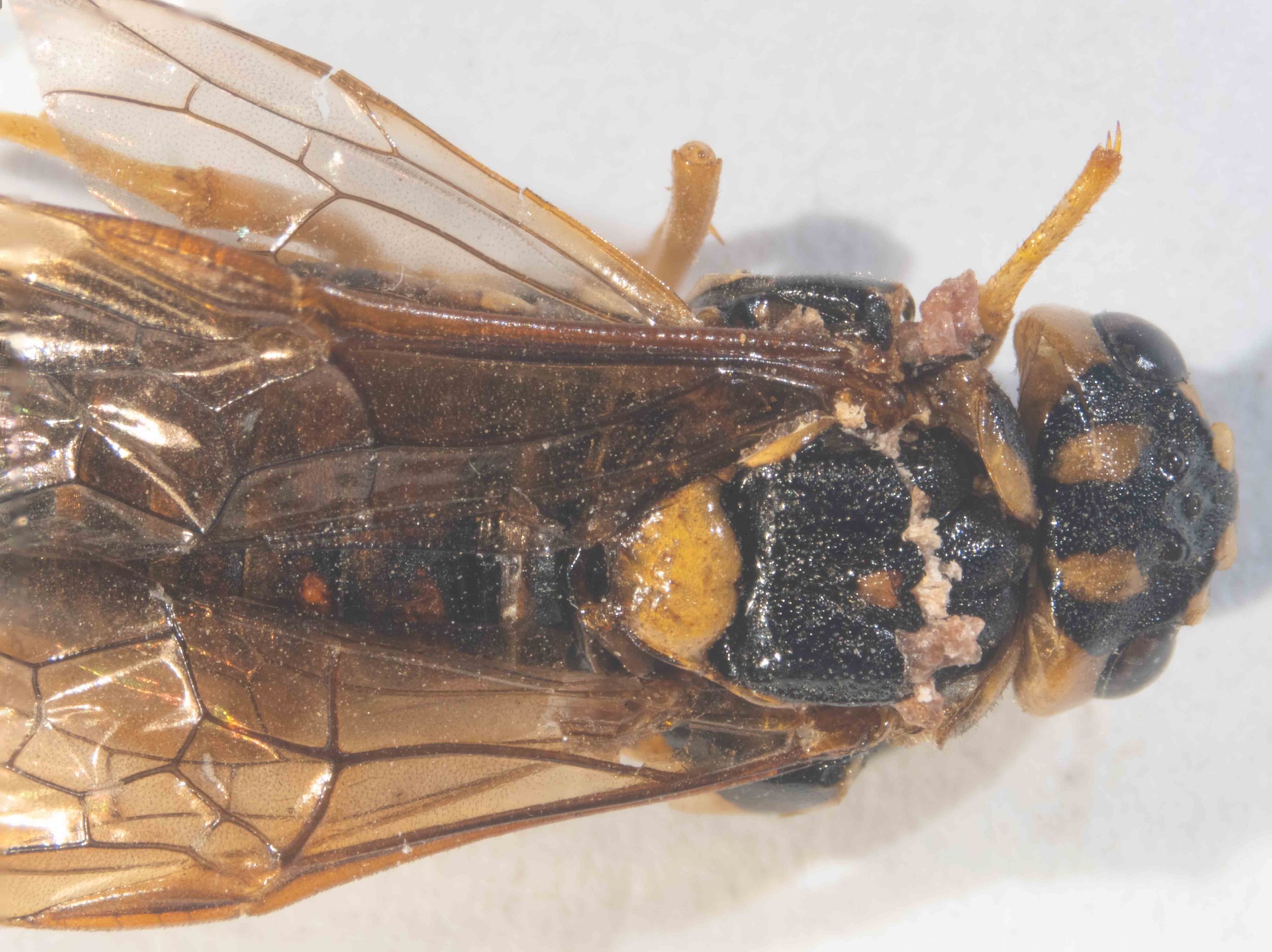  scutellum semi-oval, convex, solid yellow with long obtuse orange hind lobes fore wings pale yellow hyaline, costa and stigma orange, venation brown 