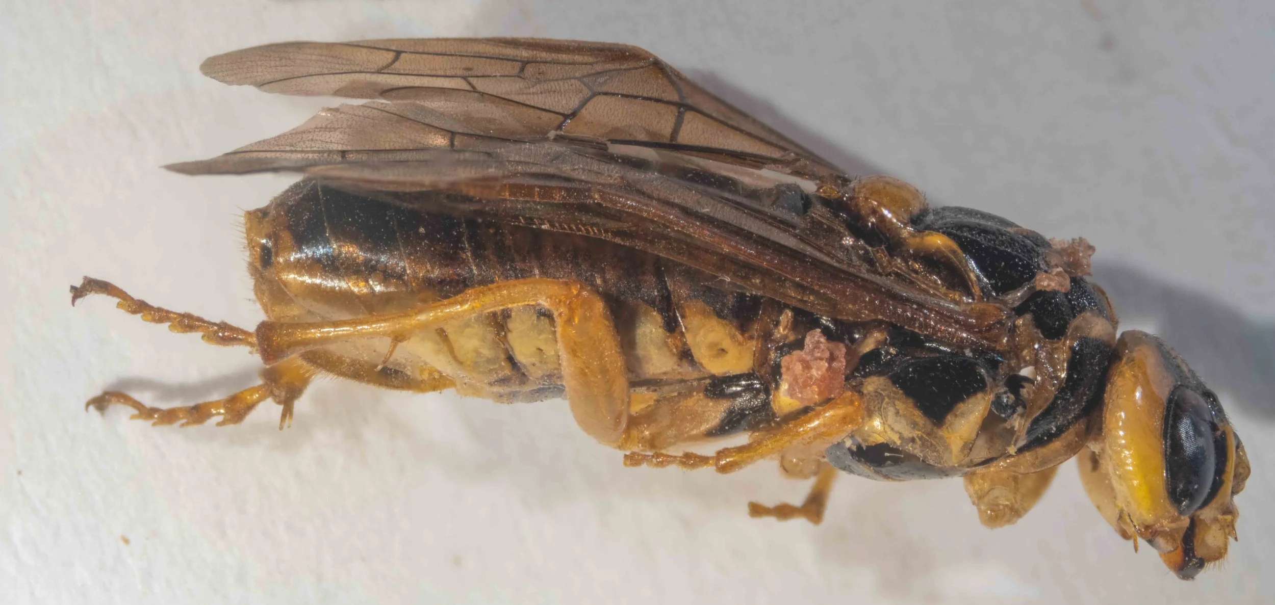  right side of body coloured body parts bright yellow abdomen dorsum black, yellow laterally all segments of all legs yellow mesepisternum black with wide, transverse yellow stripe genae narrower than eye viewed laterally   