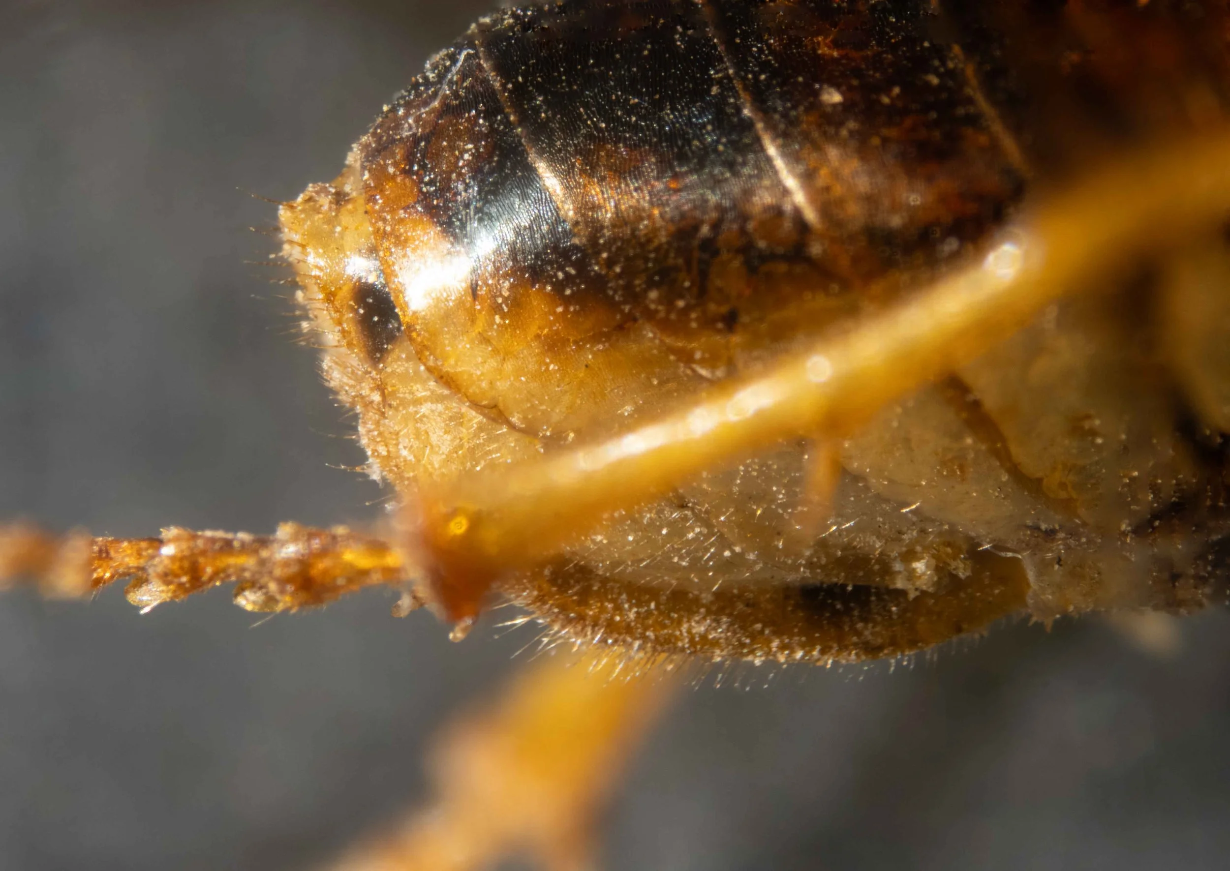  lateral view of saw and sheath 