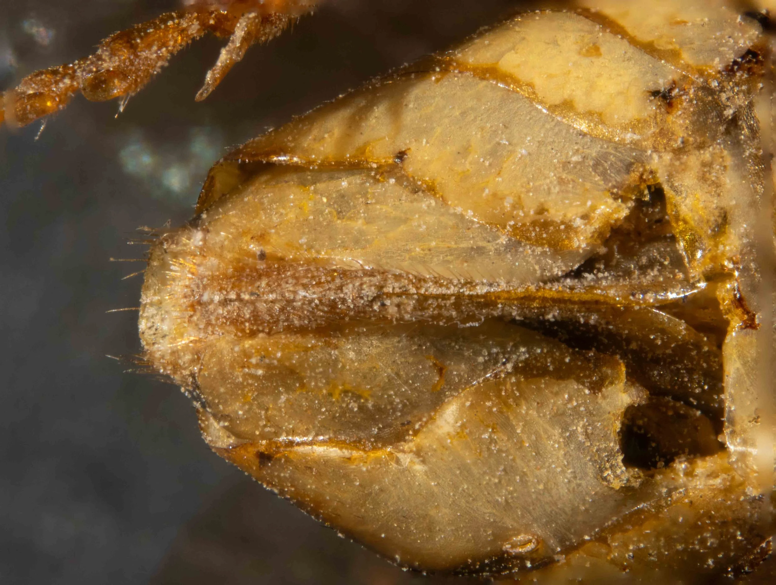  ventral view of saw and sheath 