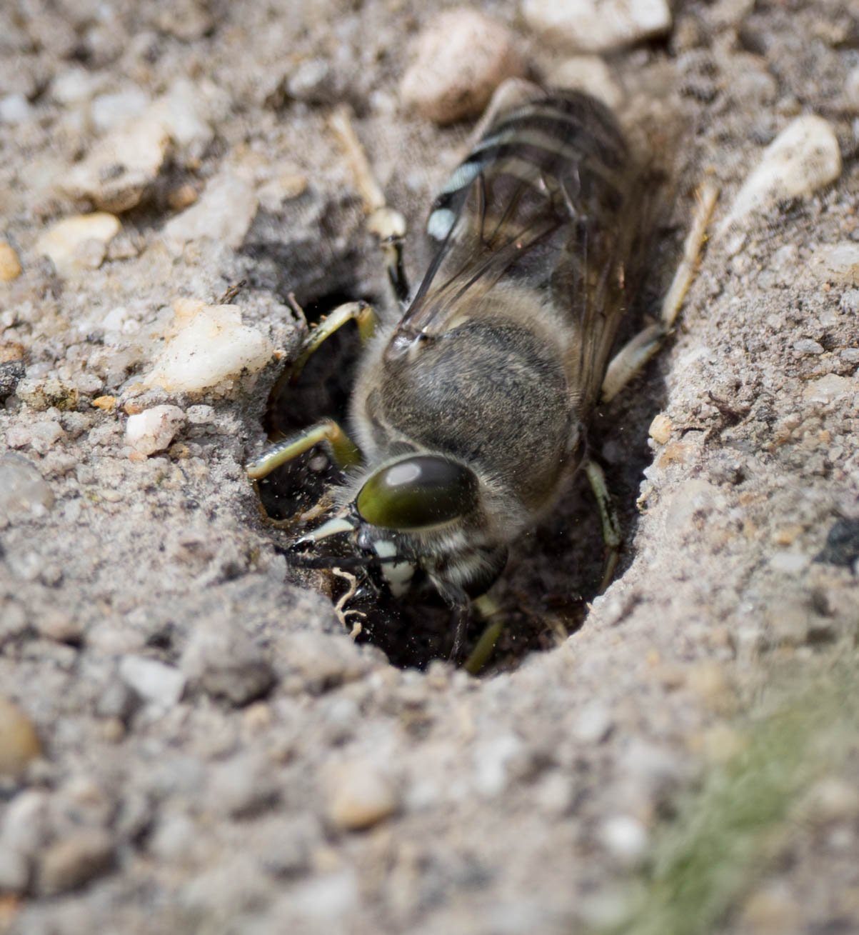  Mandibles are used to prise out larger stones. 