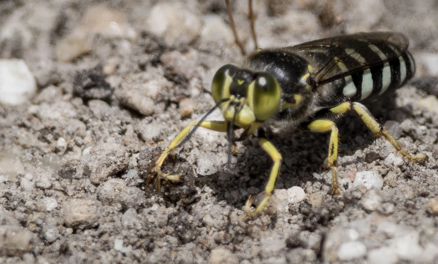  The outer edges of the front tarsi are adorned with an array of stiff spines. These form a rake for sweeping sand.  
