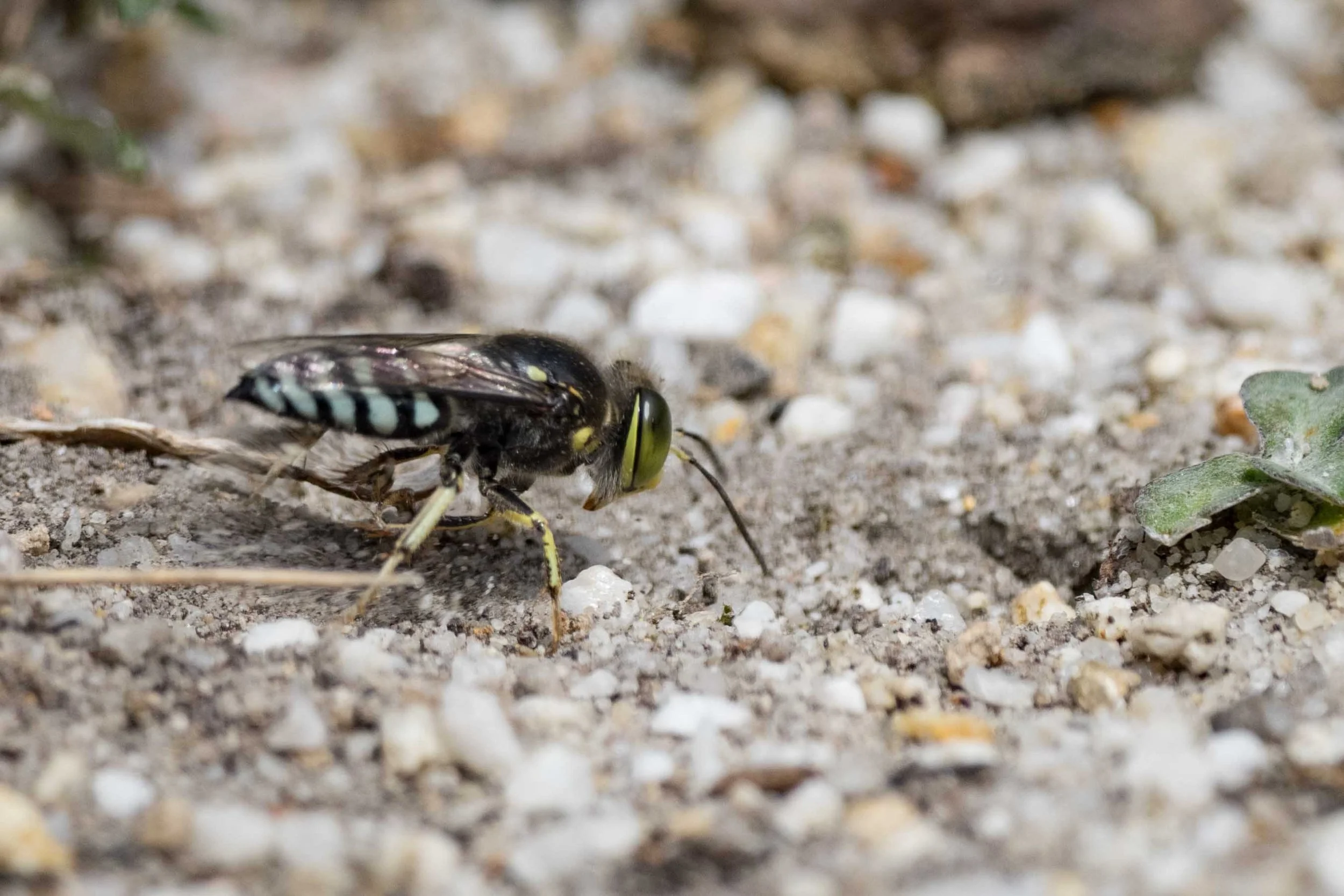 Incidentally, these ‘pecten spines’ are an important diagnostic character. Species vary in the number, colour &amp; length of the spines, as well as in the shape of the tarsal segments 