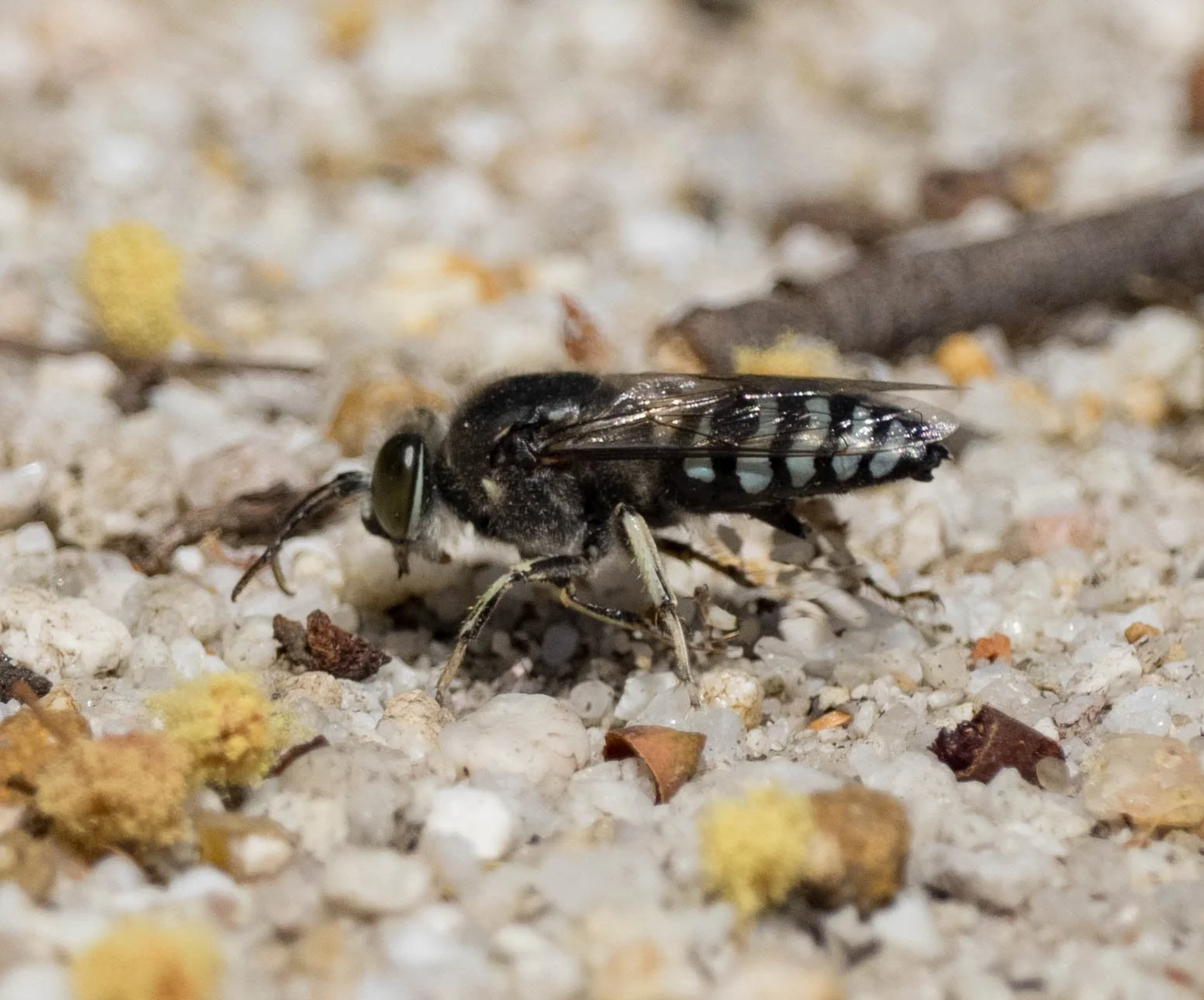  Males dig too, whether to create overnight retreats or (as here) in search of a female. 