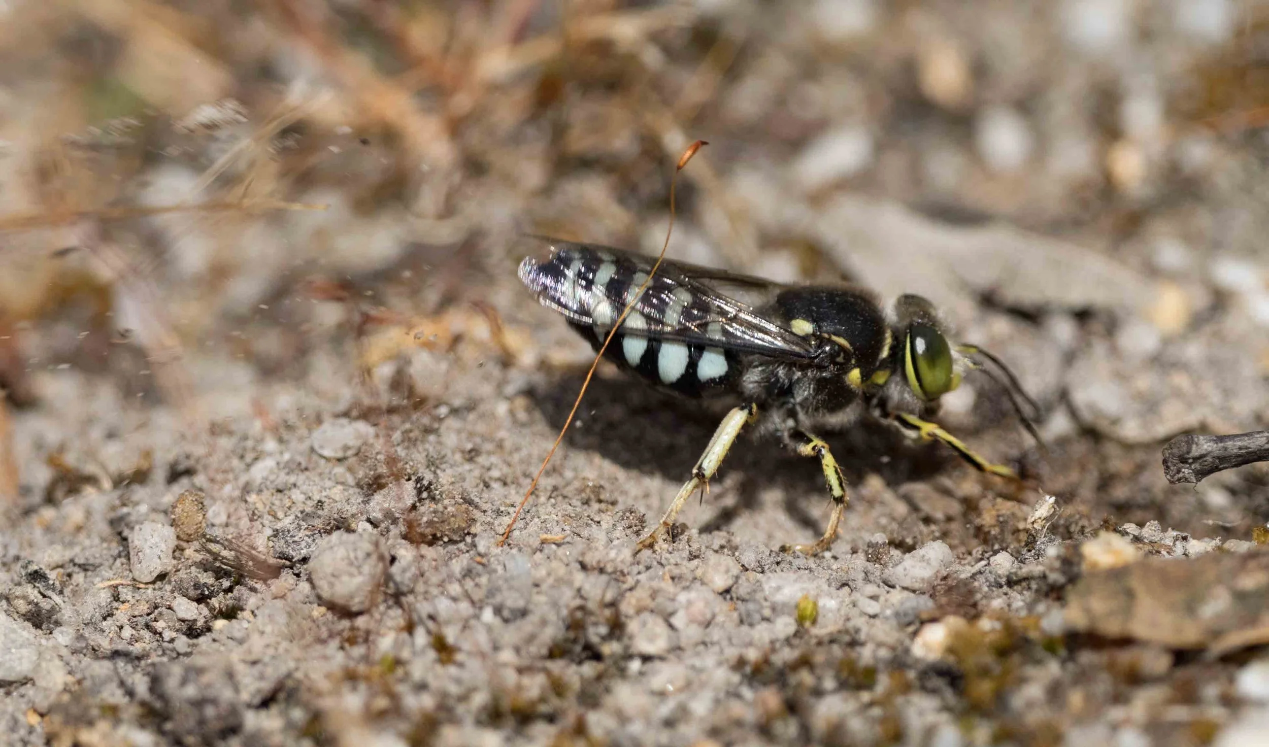  The action is fast and furious. With sand from the last sweep still flying, she is already reaching forward for another load. 