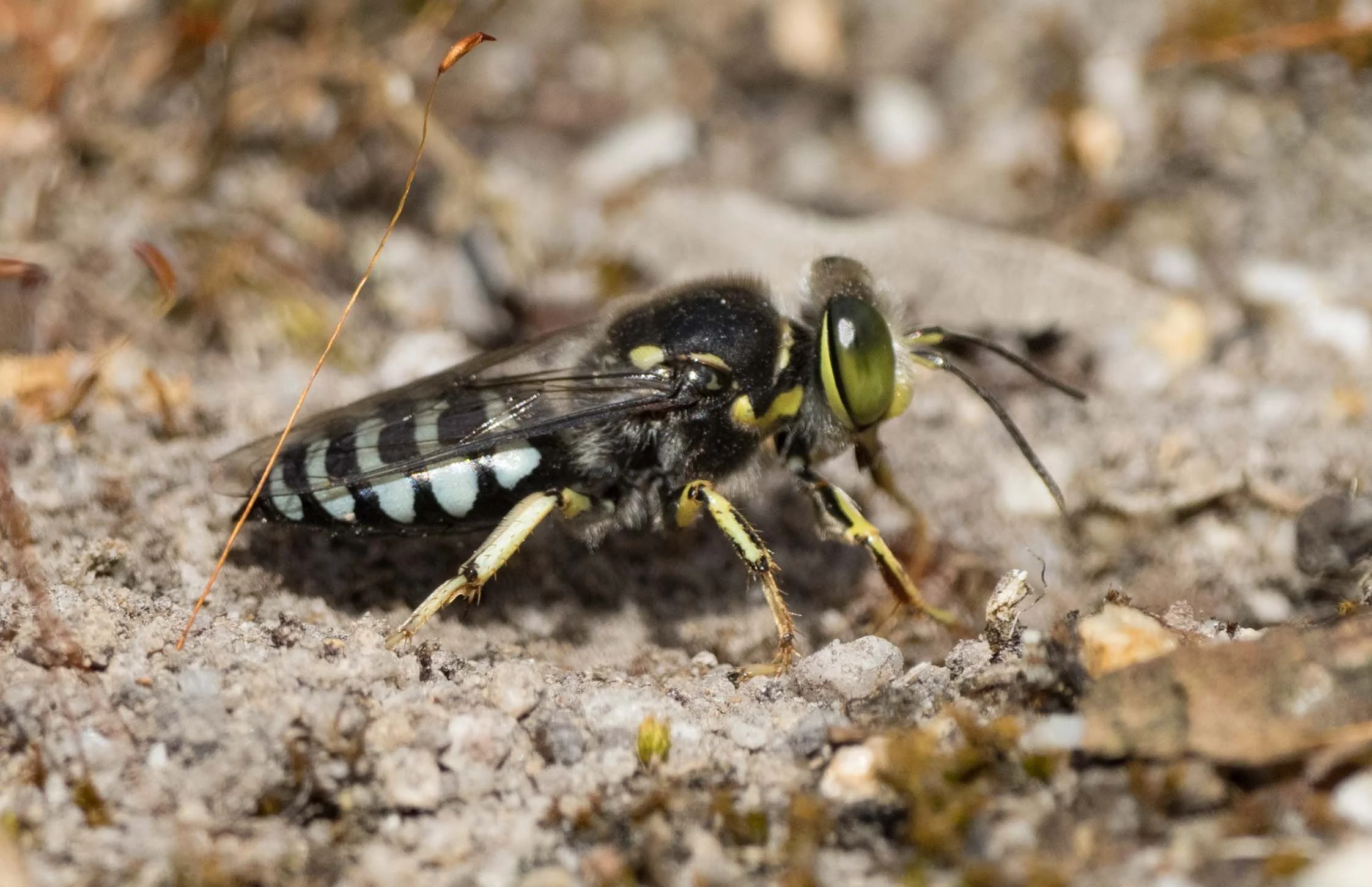  Digging a new burrow or opening a concealed one involves a similar set of actions. It is the front pair of legs that do the scraping as the wasps scuttles backwards with each sweep. 