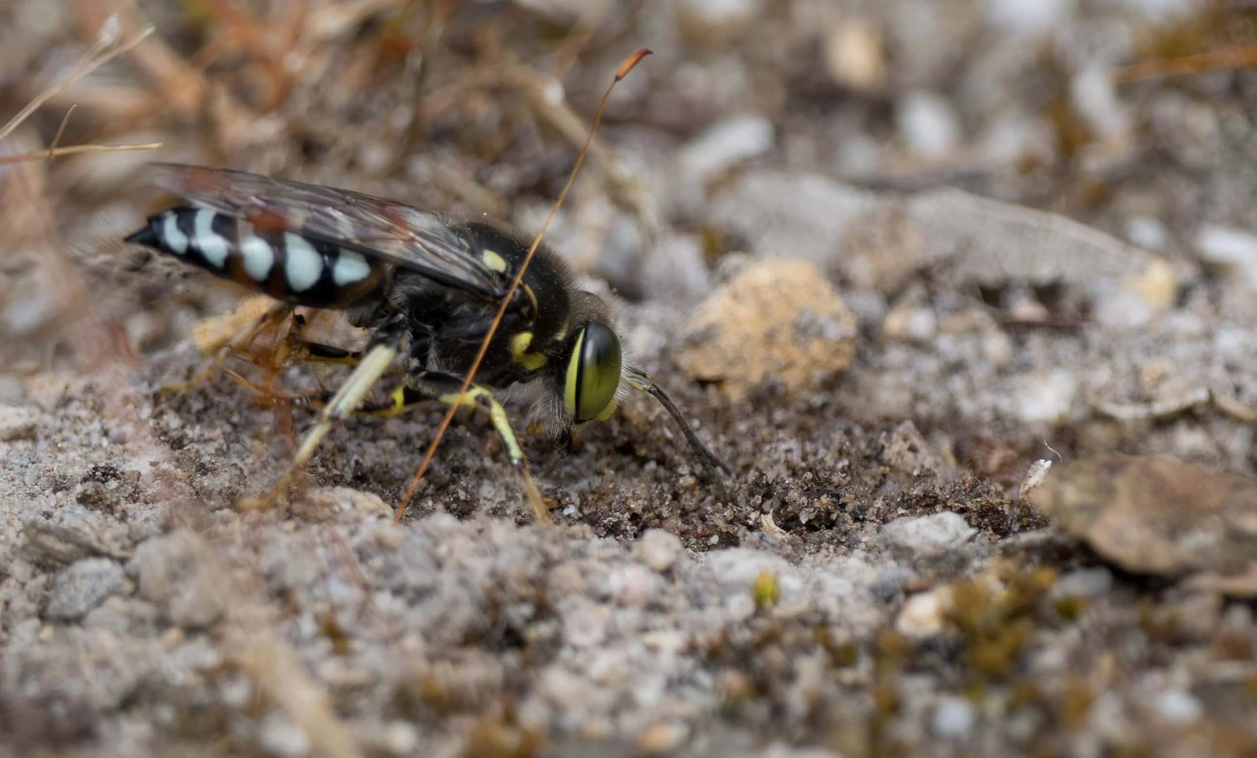  A few sweeps later, now dragging each load further from the entrance before kicking it out behind. 