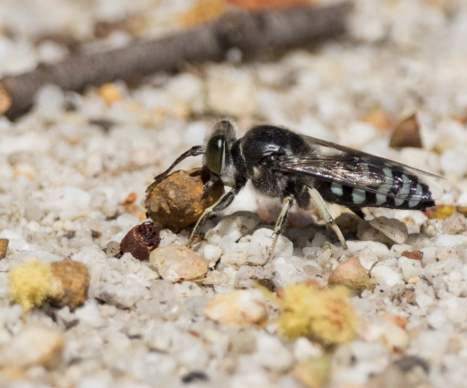  Those mandibles in action again. No wonder they become worn with time. 