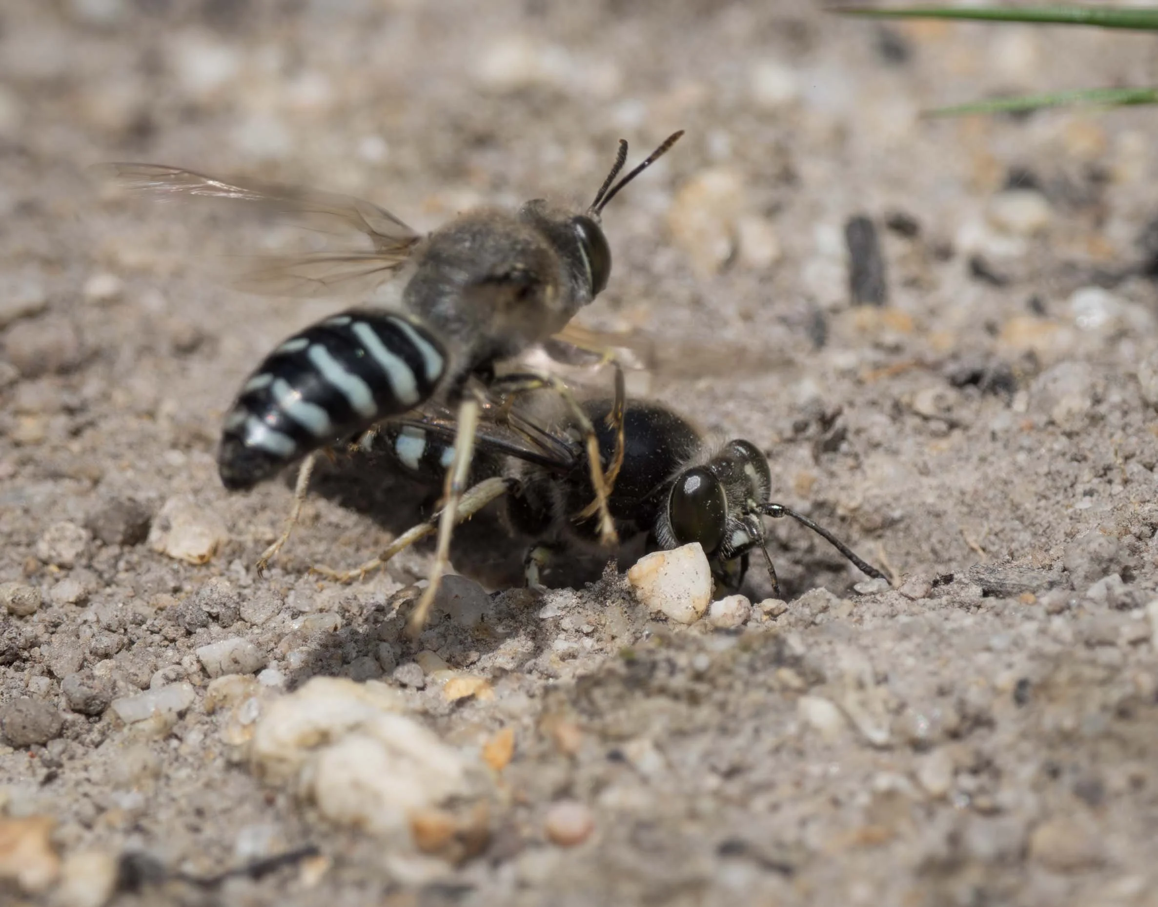 Sand wasp season