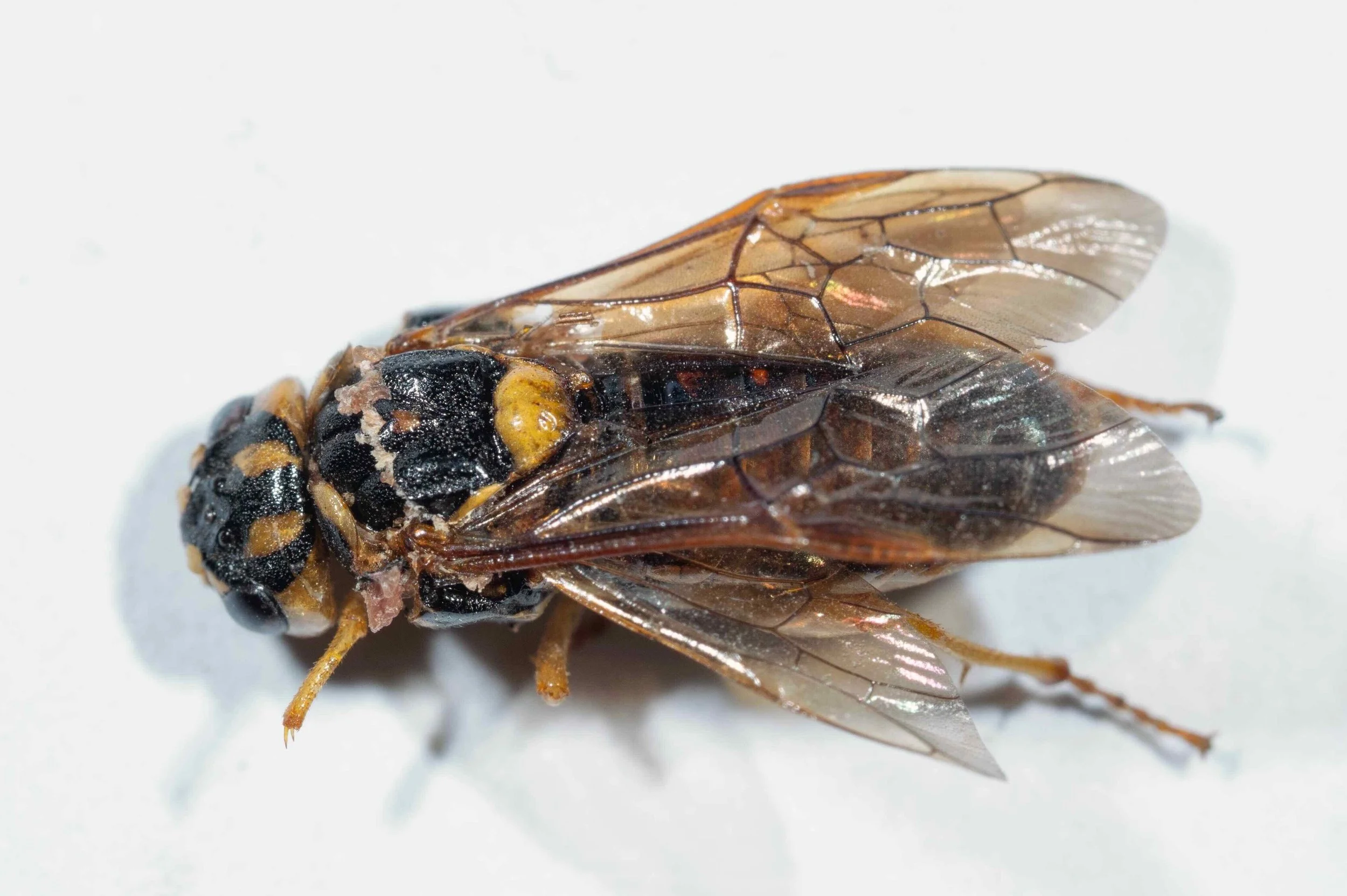  vertex bright yellow with 3 wide, longitudinal black stripes which extend anteriorly to cover ocellar region pronotum black with broad yellow hind border mesoscutum black with orange patch near rear of middle lobe abdomen dorsum black  