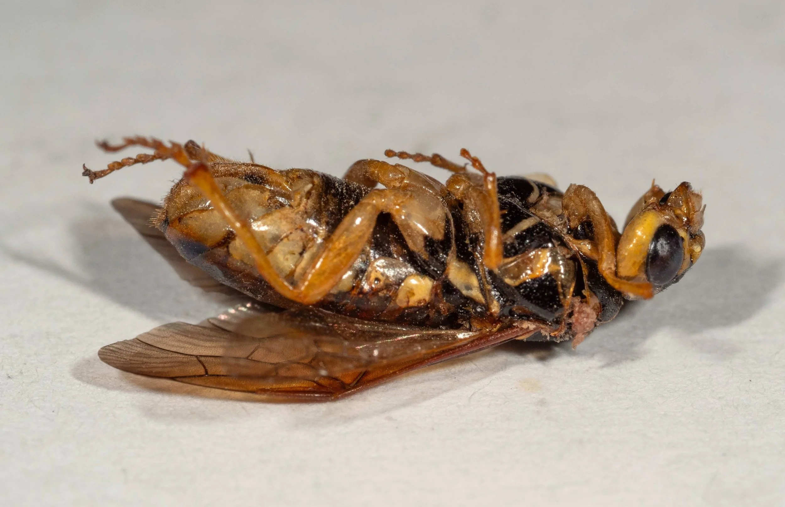  left side of body mesepisternum black with wide, transverse yellow stripe genae narrower than eye viewed laterally 